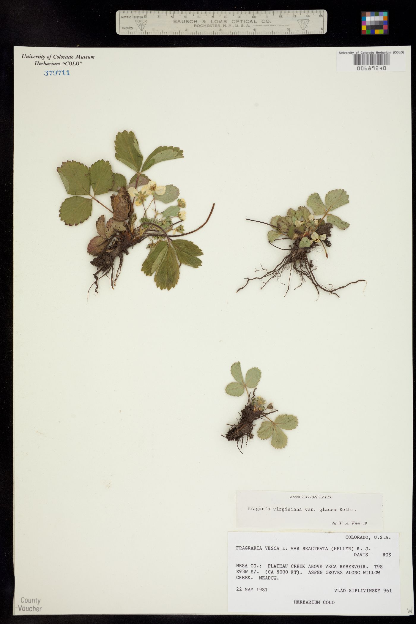 Fragaria virginiana ssp. glauca image