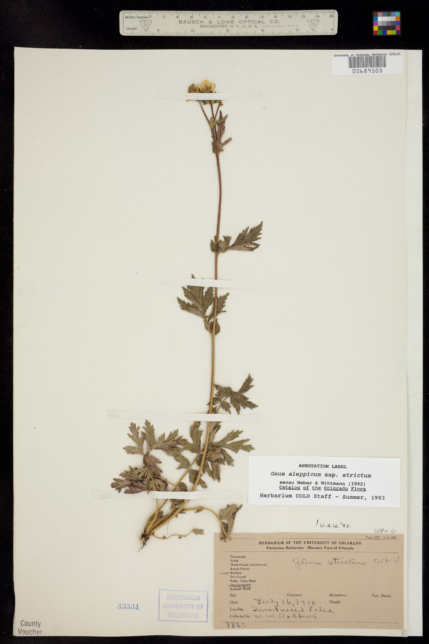 Geum aleppicum image