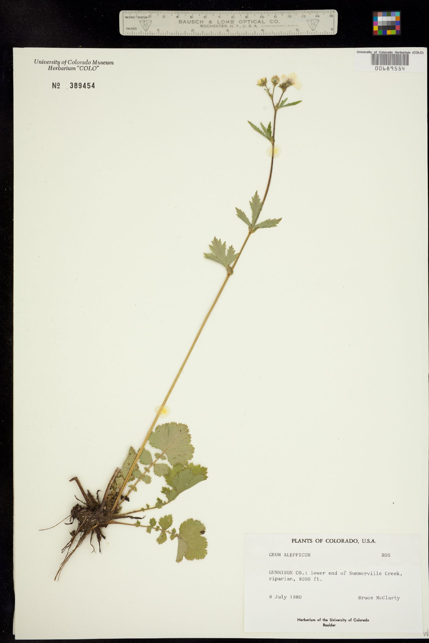 Geum aleppicum image