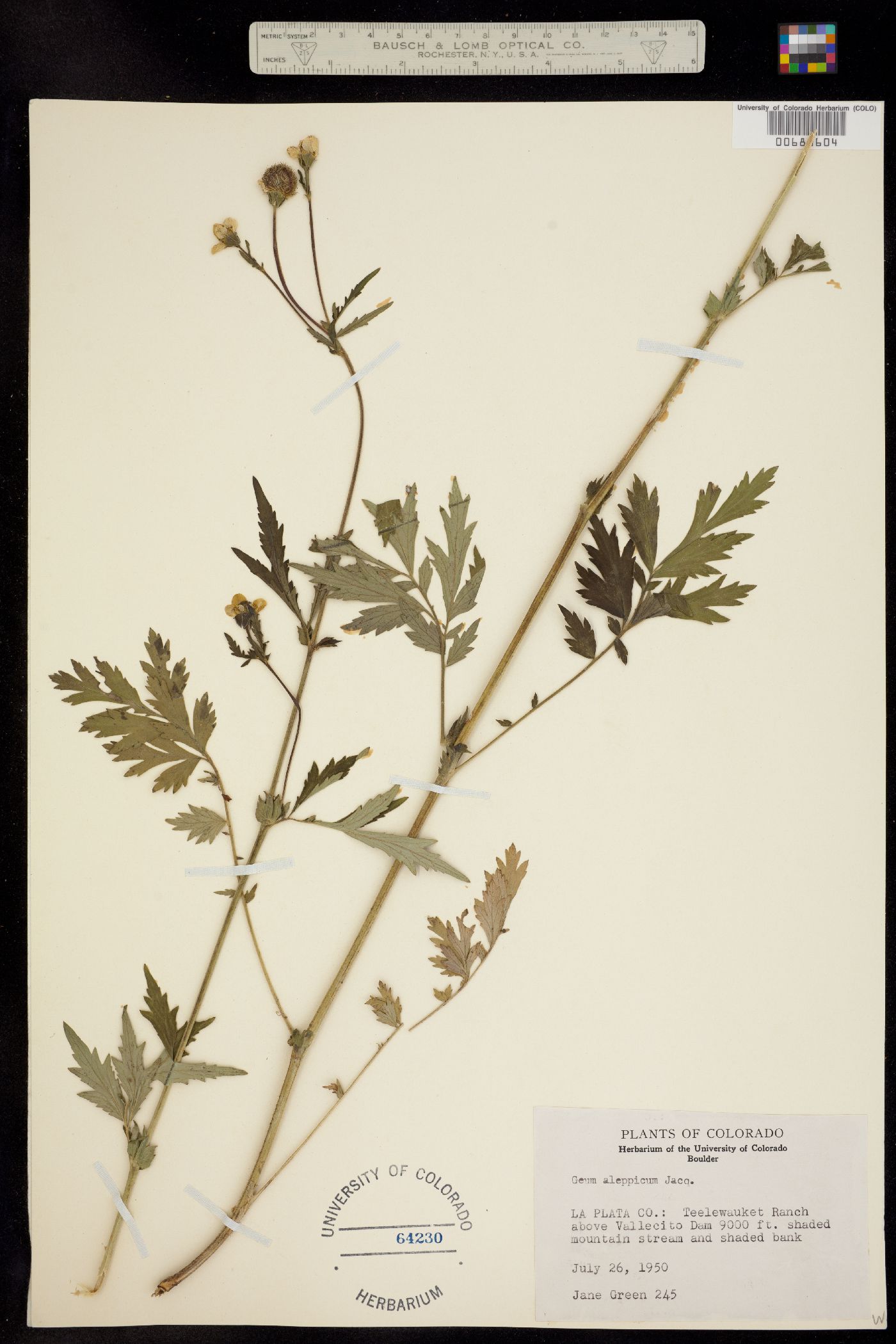 Geum aleppicum image