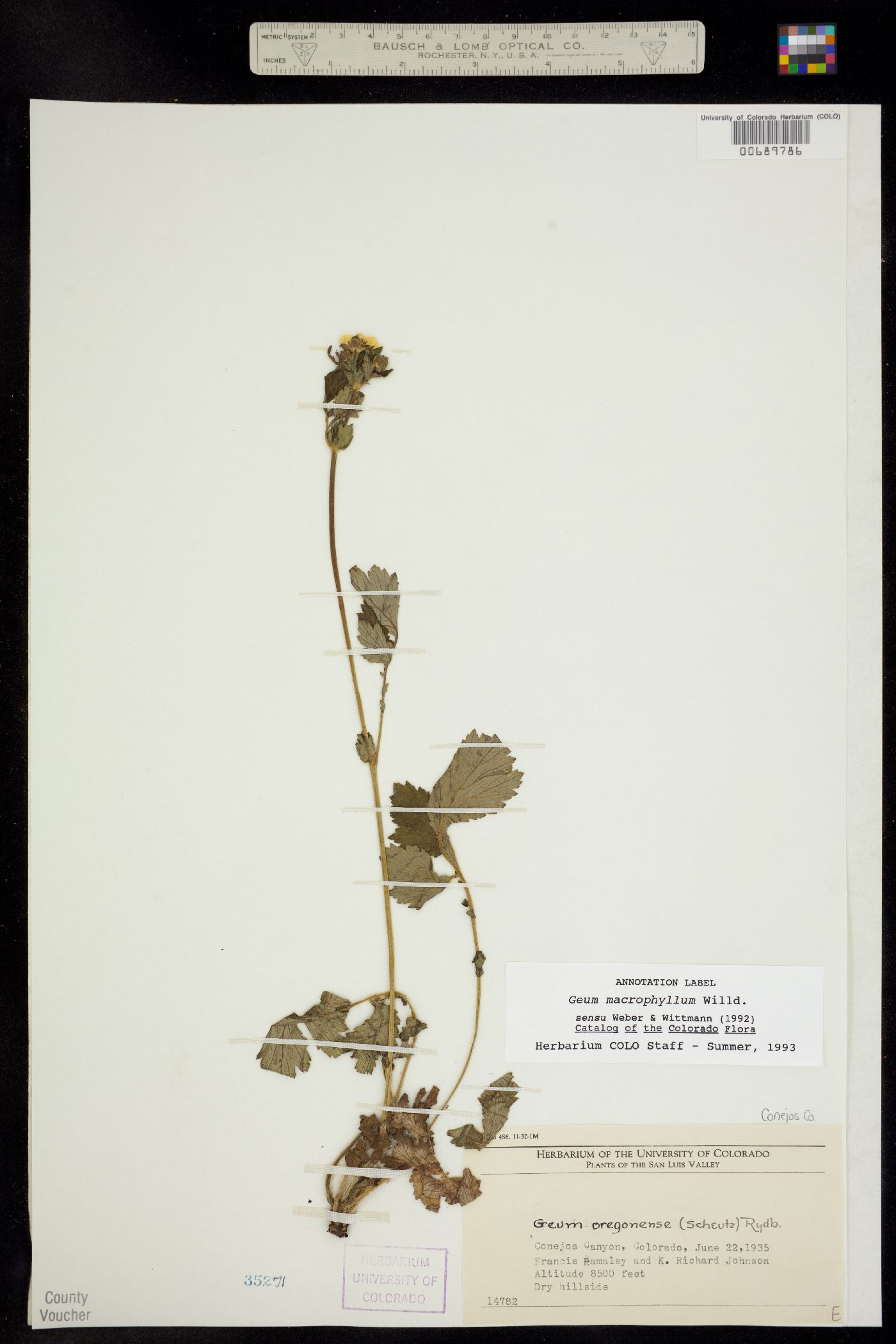 Geum macrophyllum image