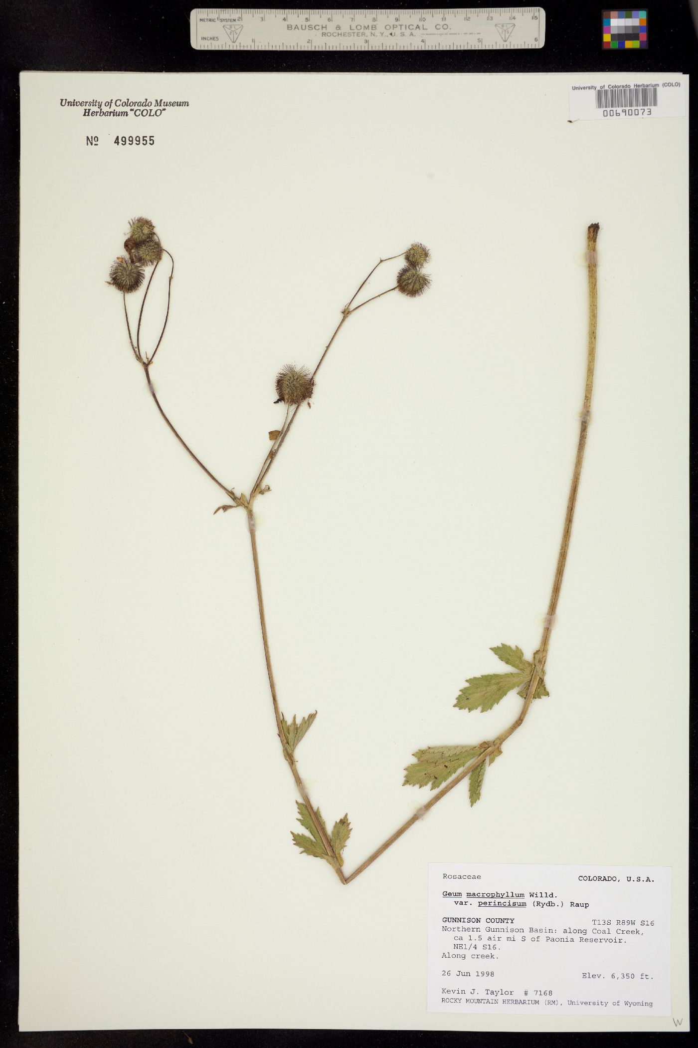 Geum macrophyllum var. perincisum image