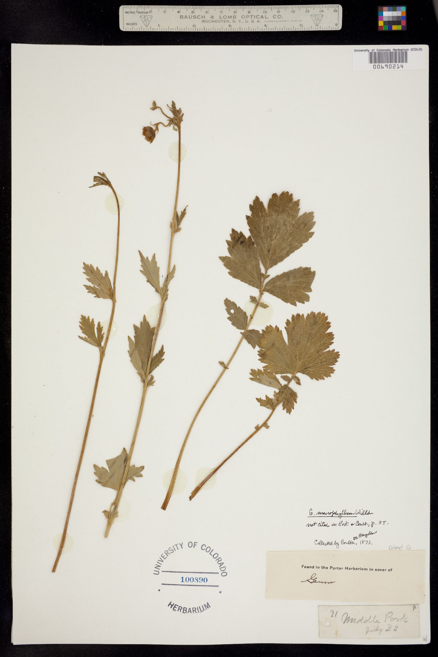 Geum macrophyllum image