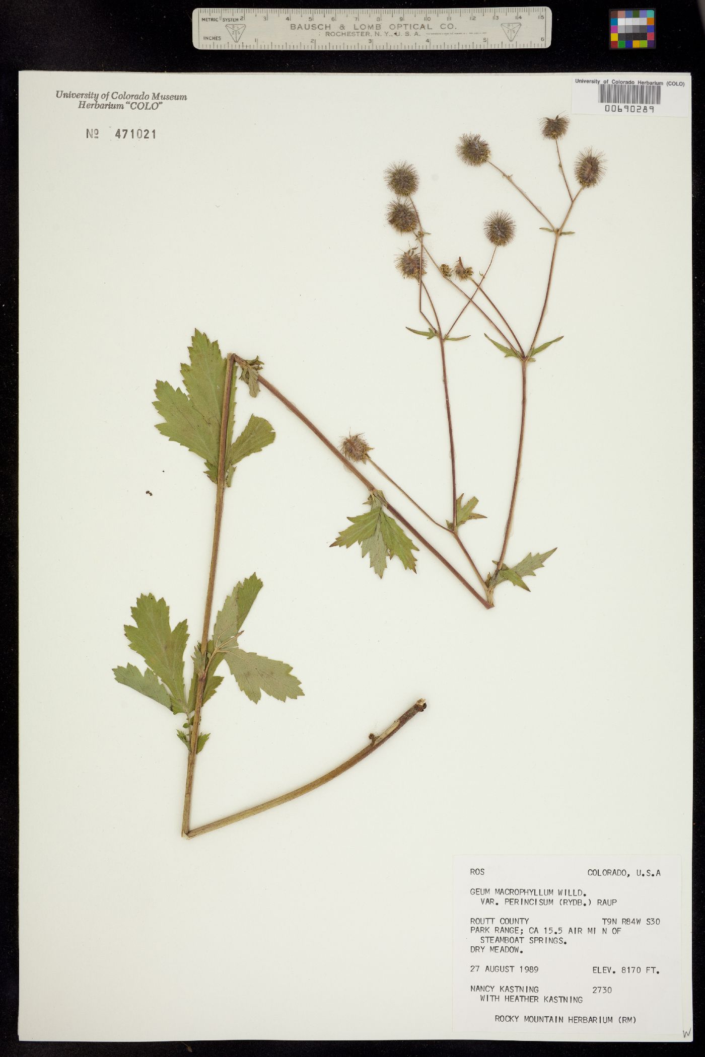 Geum macrophyllum var. perincisum image