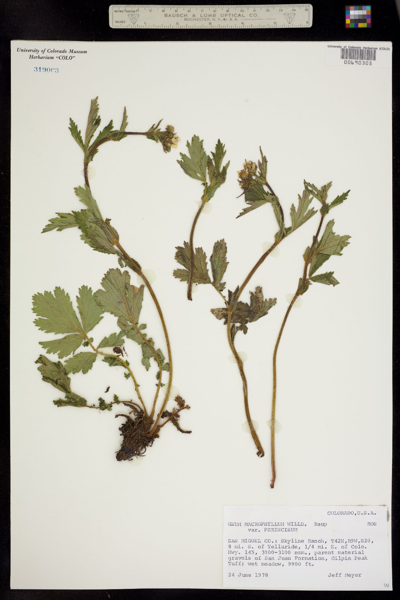 Geum macrophyllum image