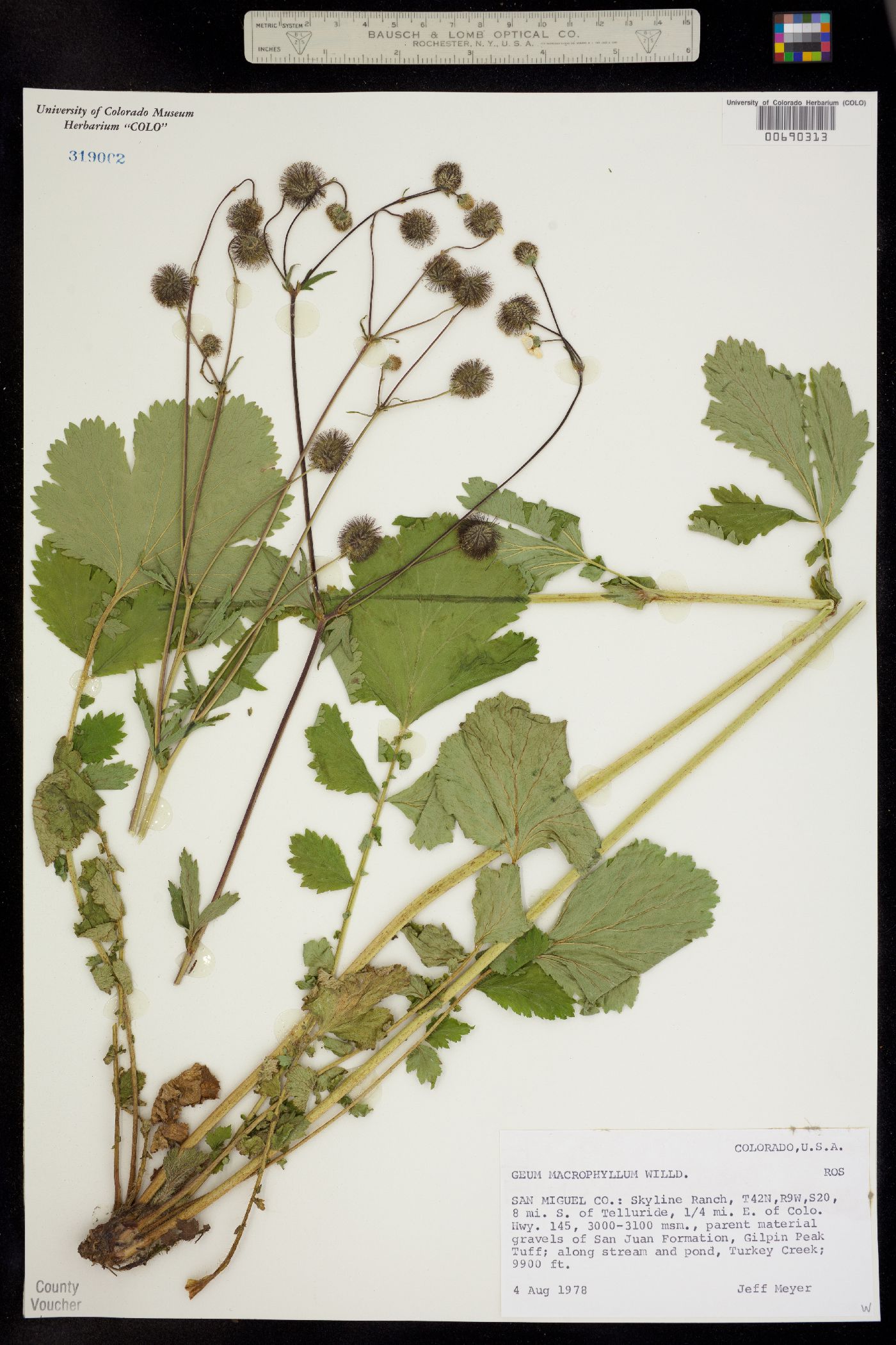 Geum macrophyllum image