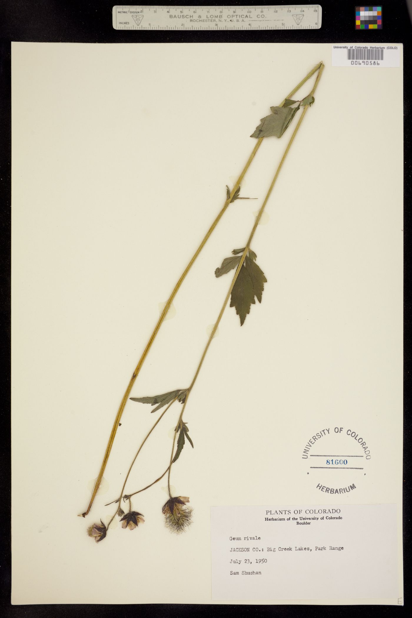 Geum image