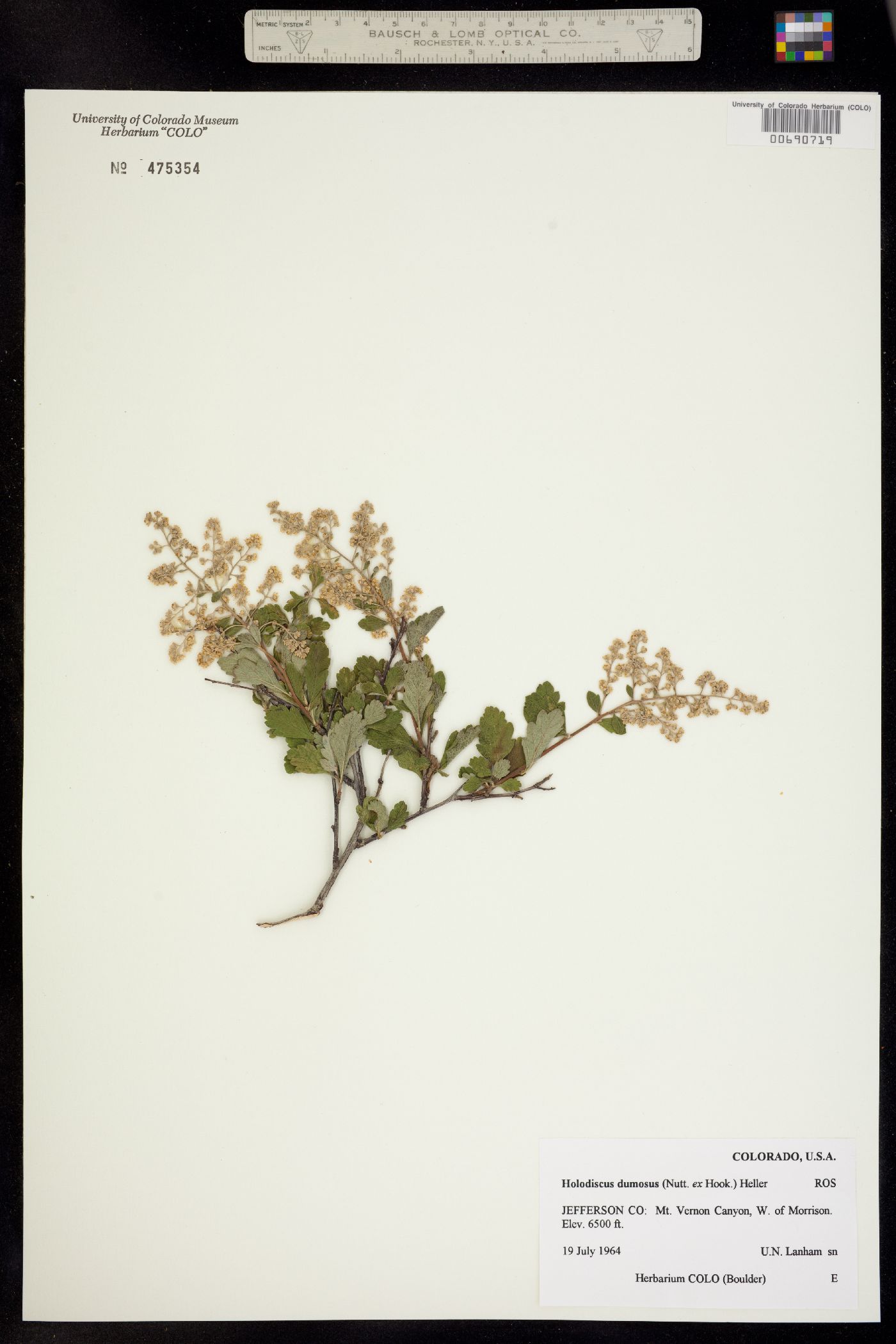 Holodiscus discolor var. dumosus image