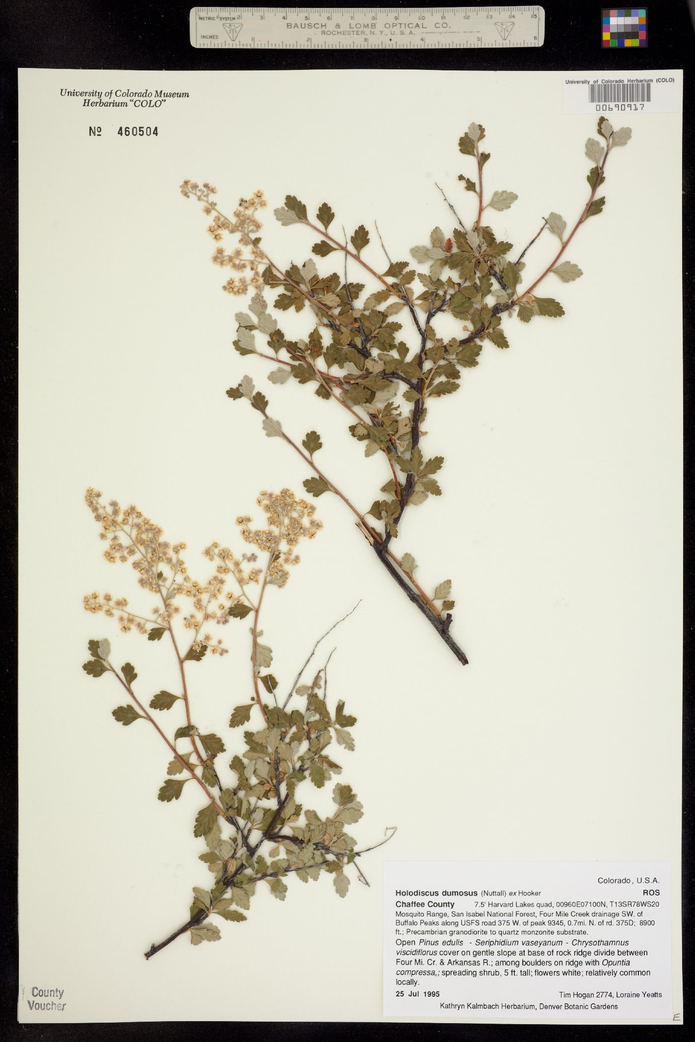 Holodiscus discolor image