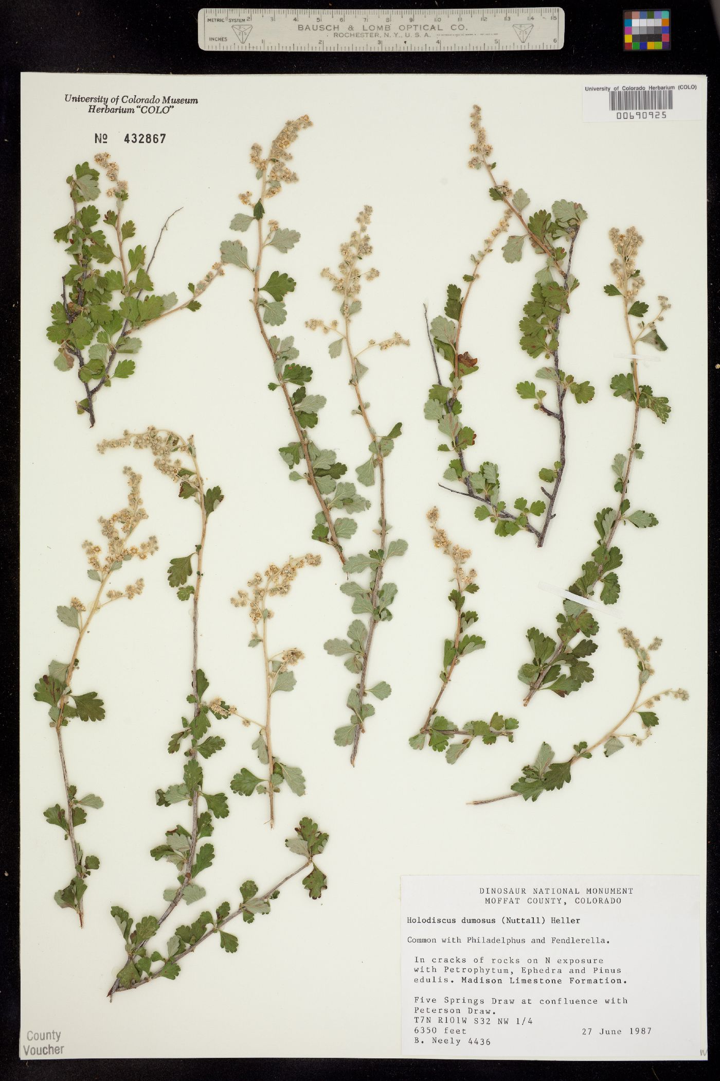 Holodiscus discolor var. dumosus image
