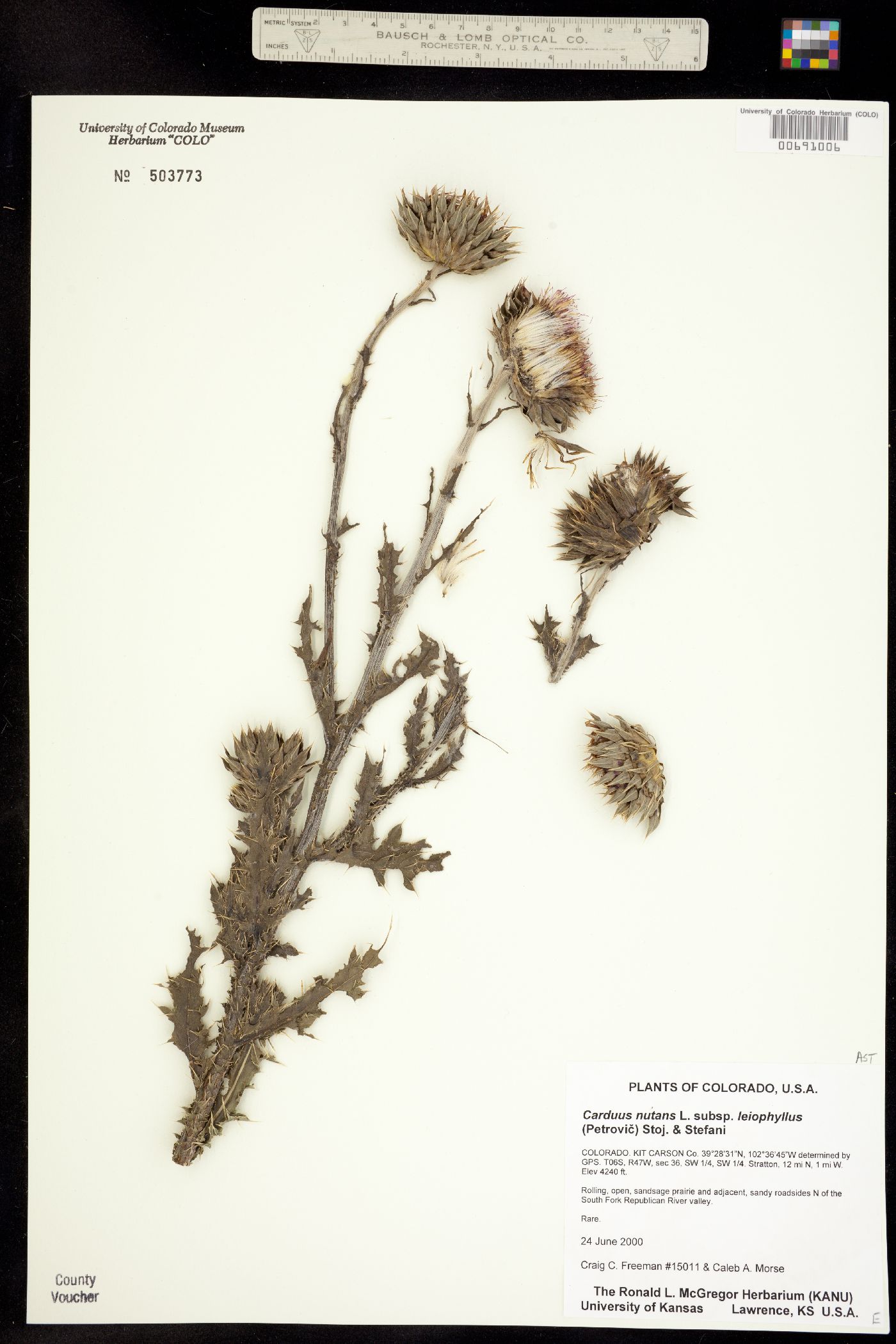 Carduus nutans image