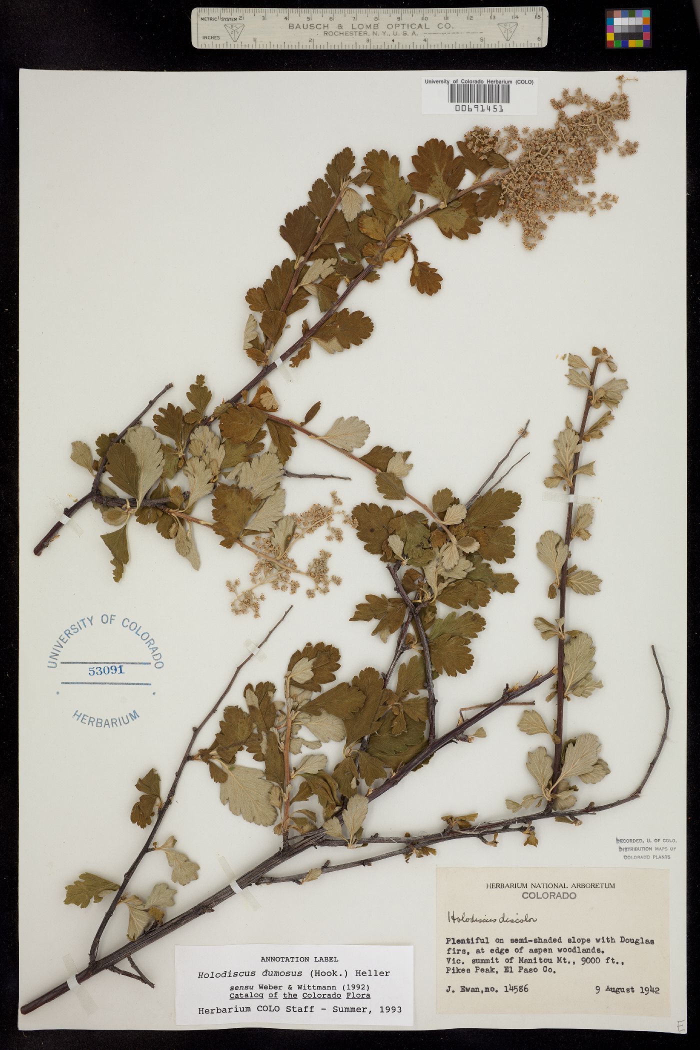 Holodiscus discolor image