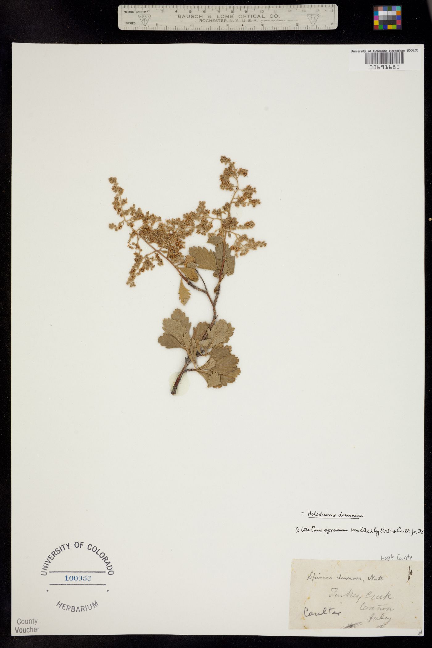 Holodiscus discolor var. dumosus image