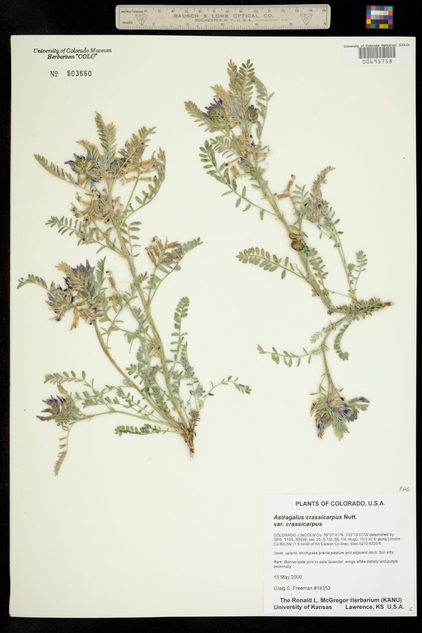 Astragalus crassicarpus var. crassicarpus image