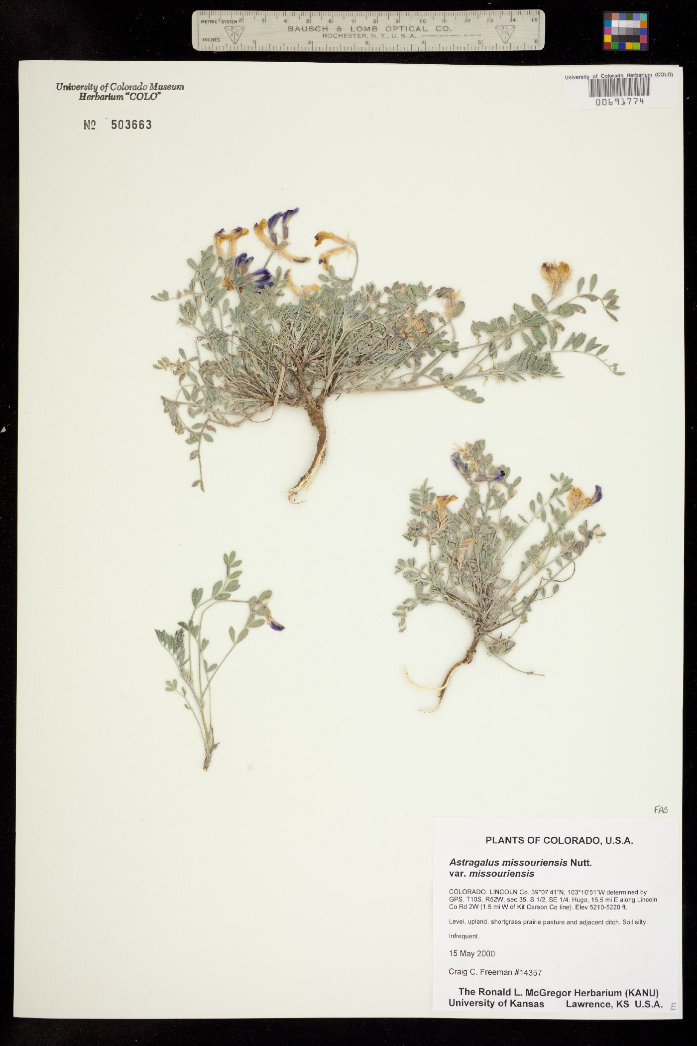 Astragalus missouriensis var. missouriensis image