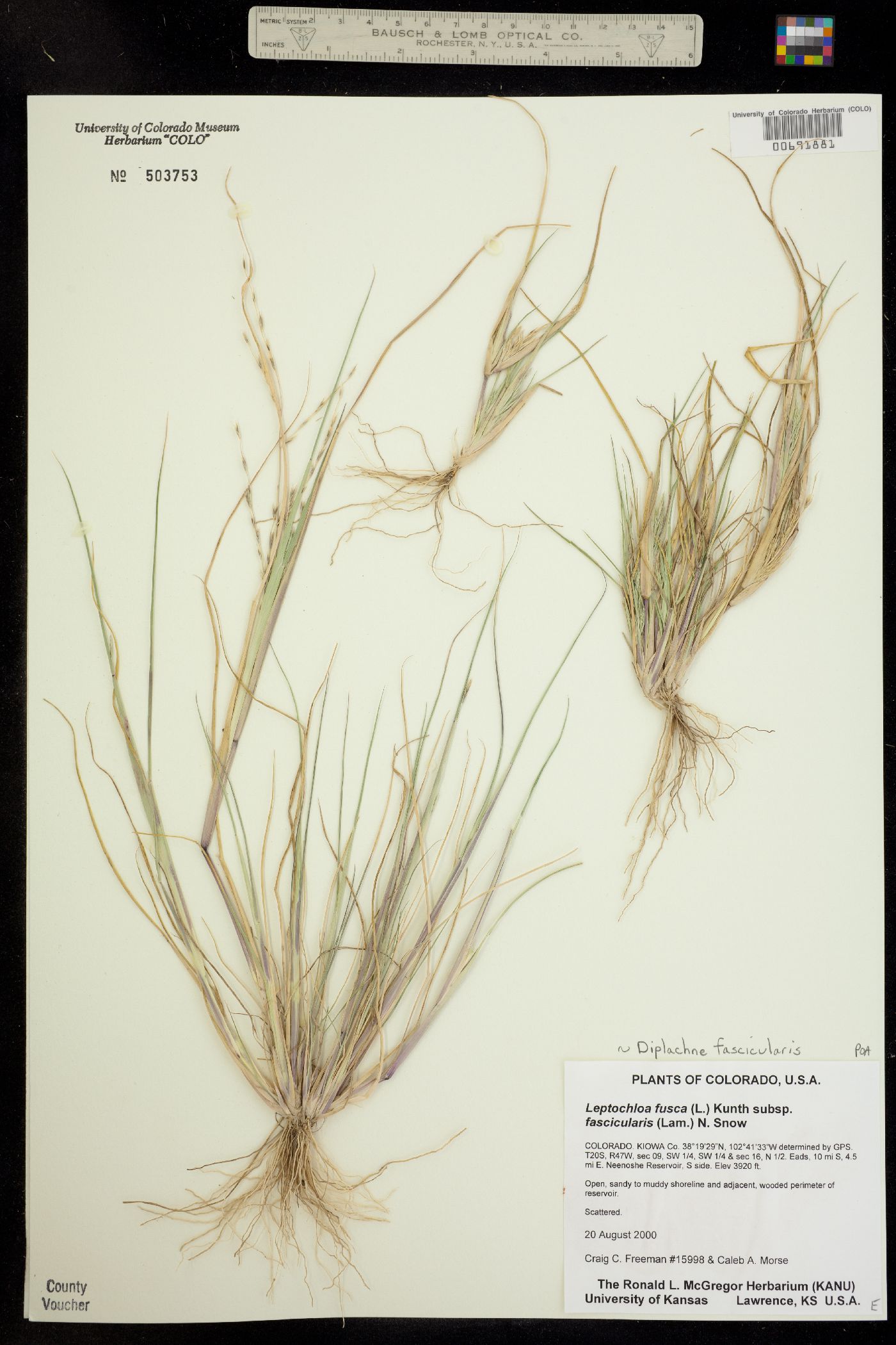 Leptochloa fusca ssp. fascicularis image
