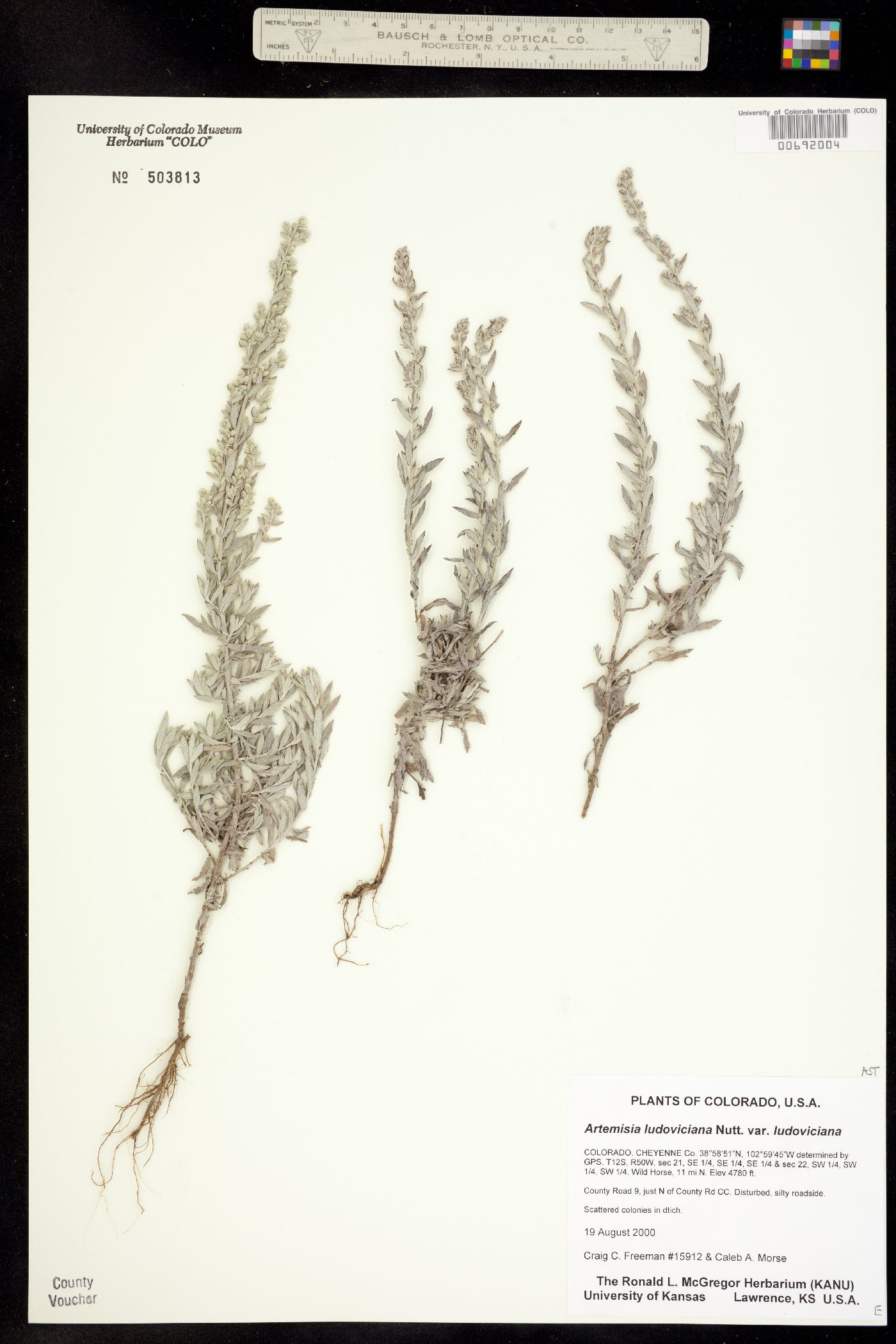 Artemisia ludoviciana ssp. ludoviciana image