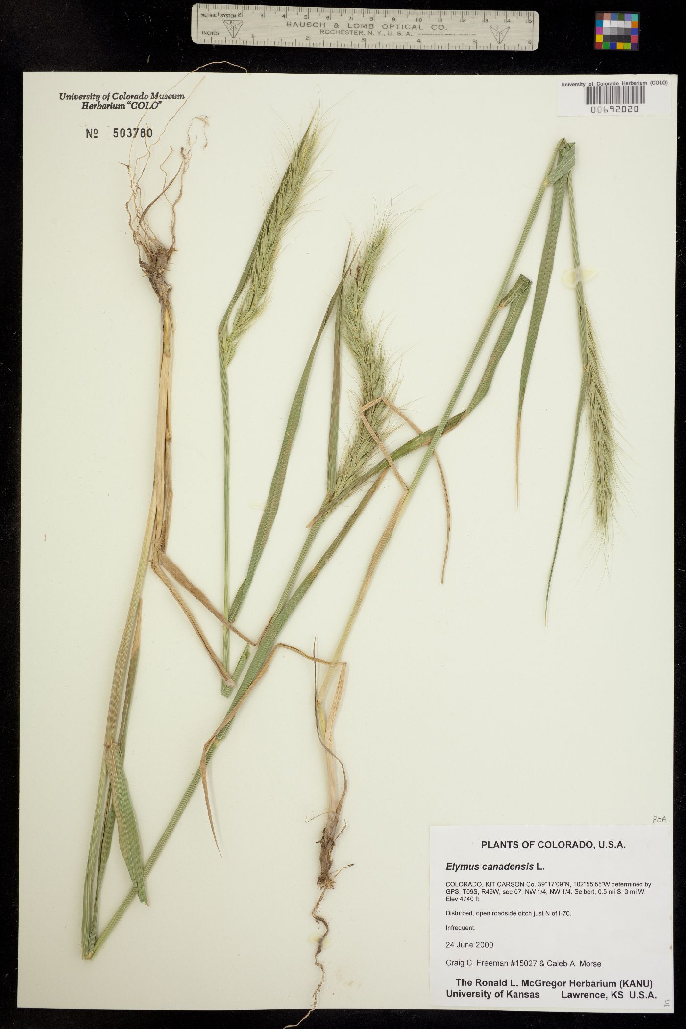 Elymus canadensis image