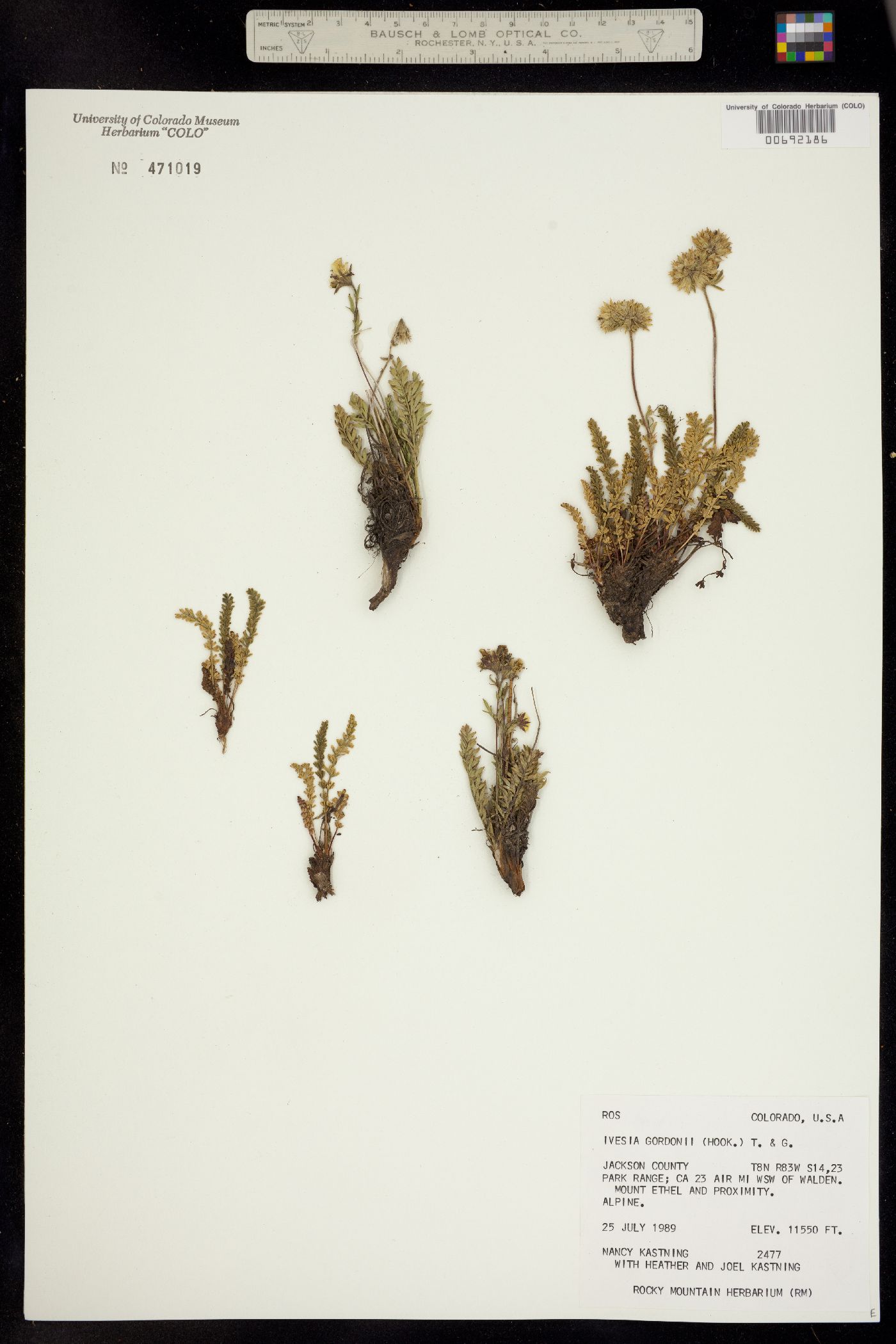 Ivesia gordonii image