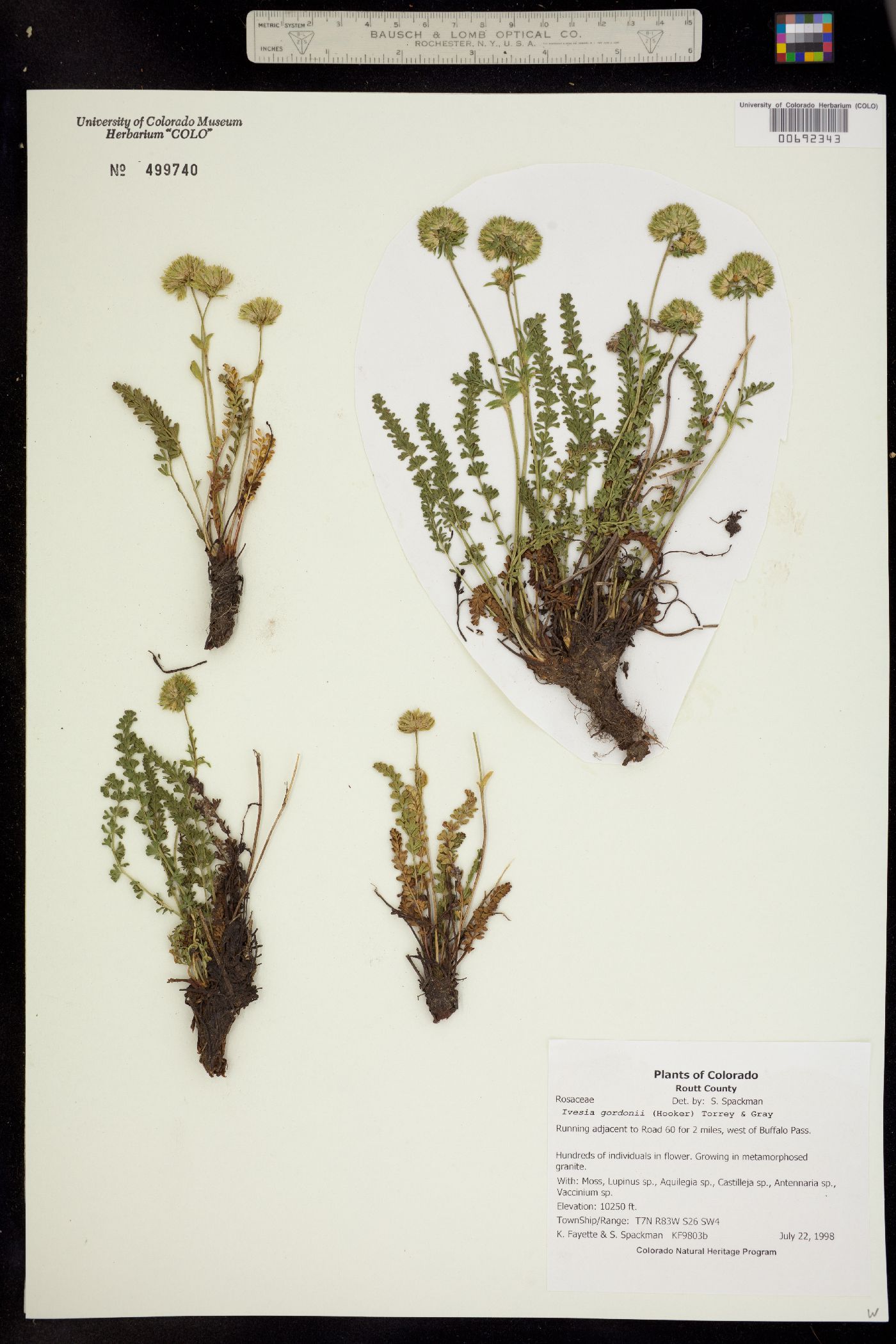 Ivesia gordonii image