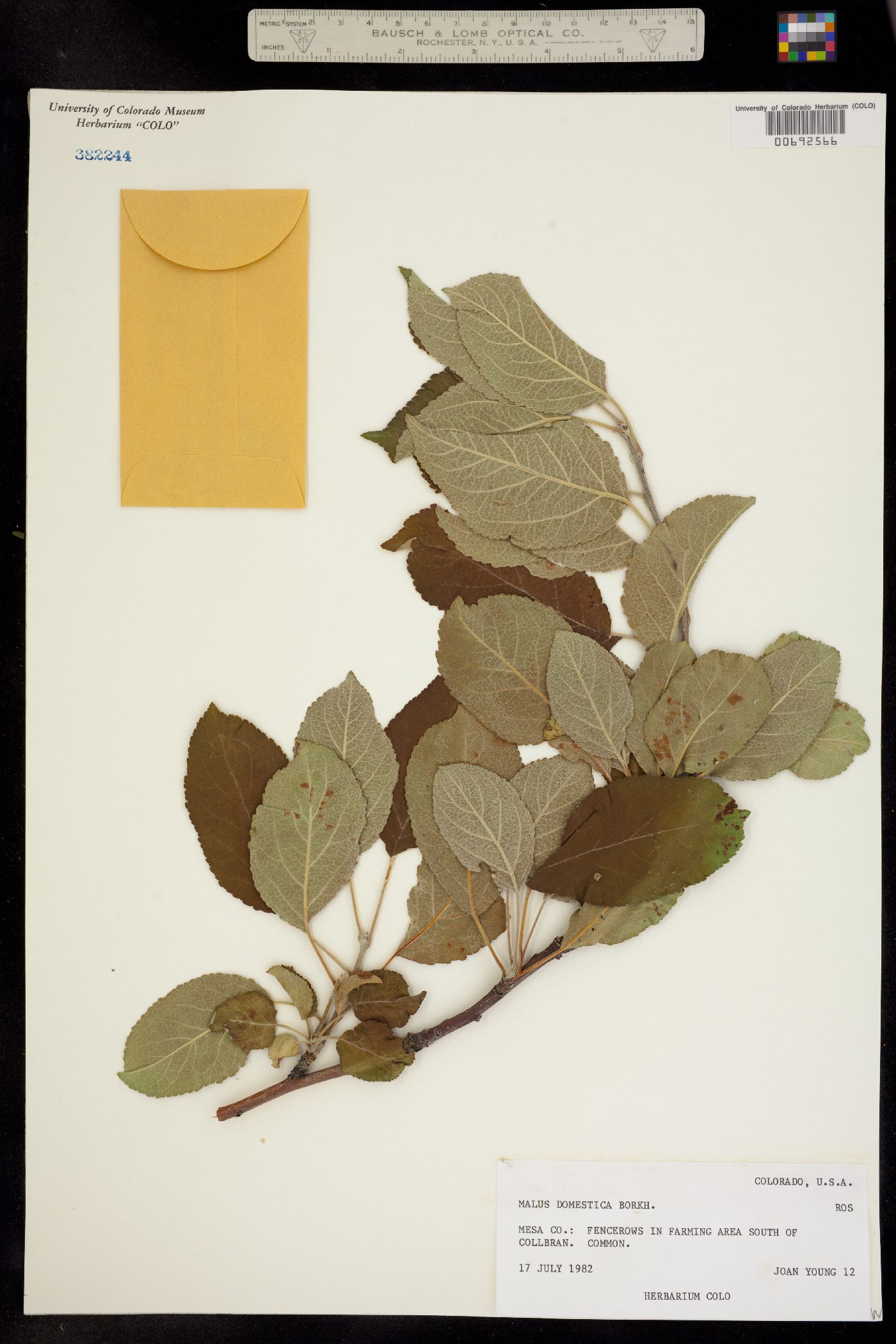 Malus pumila image