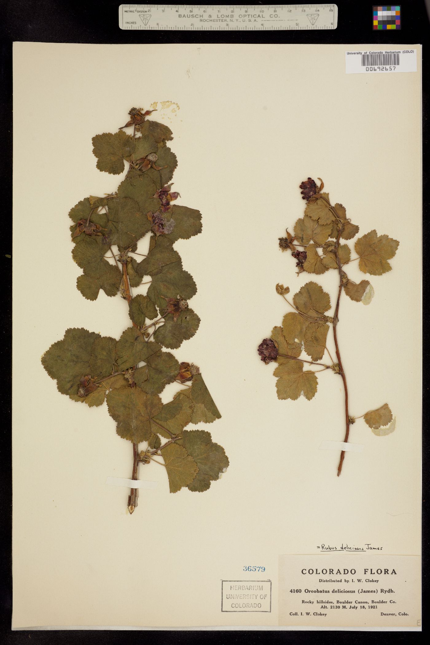 Rubus image