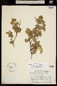 Rubus deliciosus image