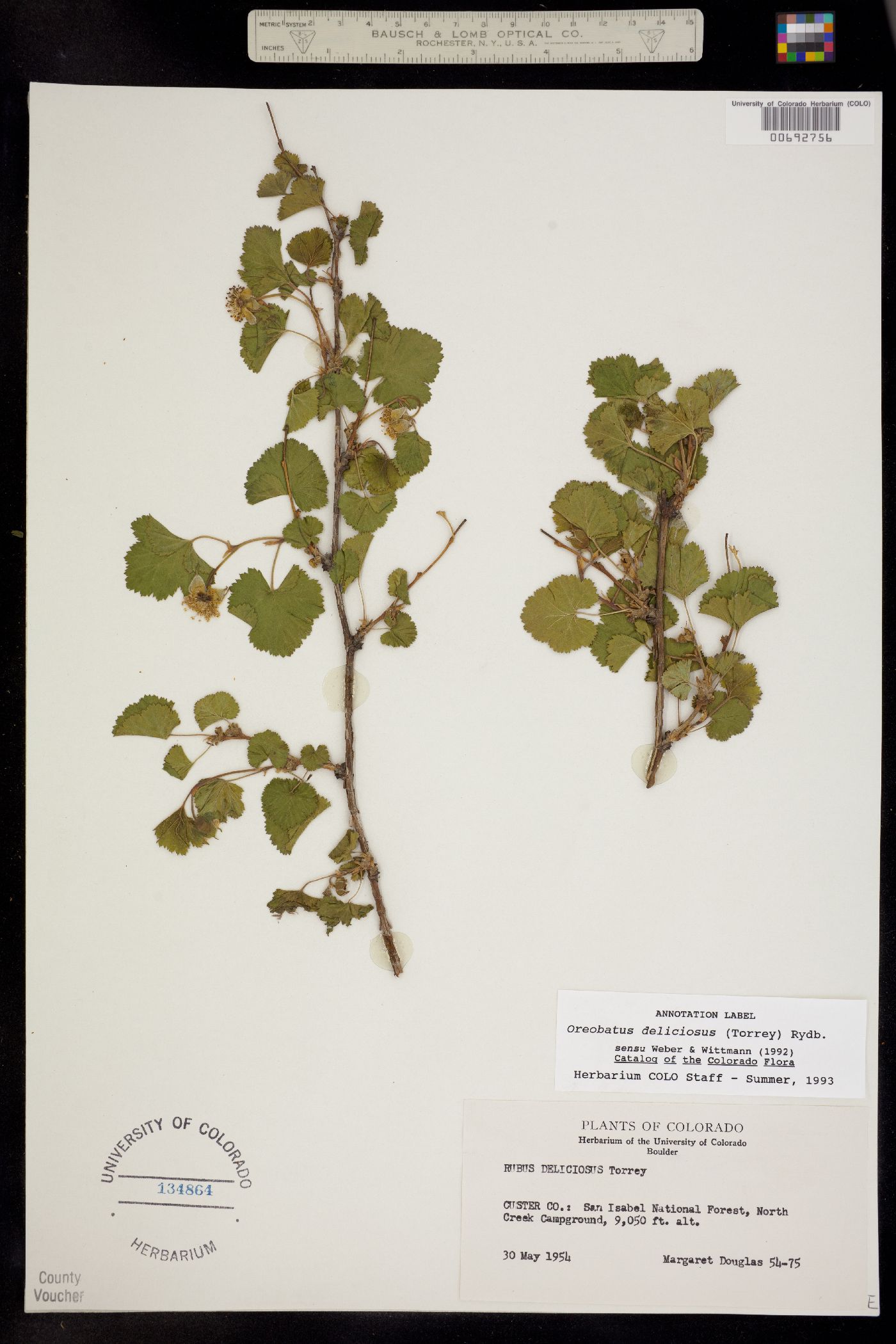 Rubus deliciosus image