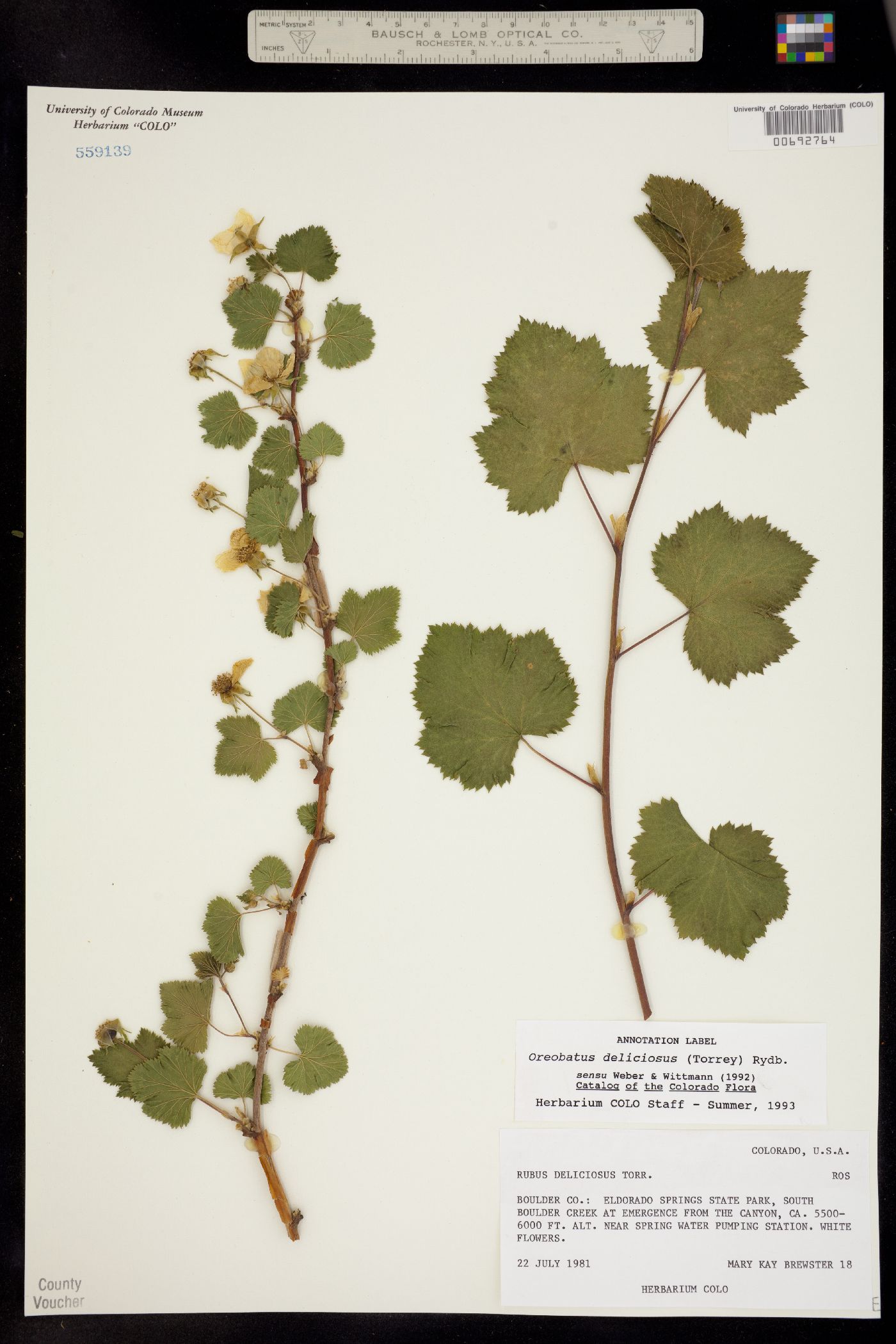 Rubus image