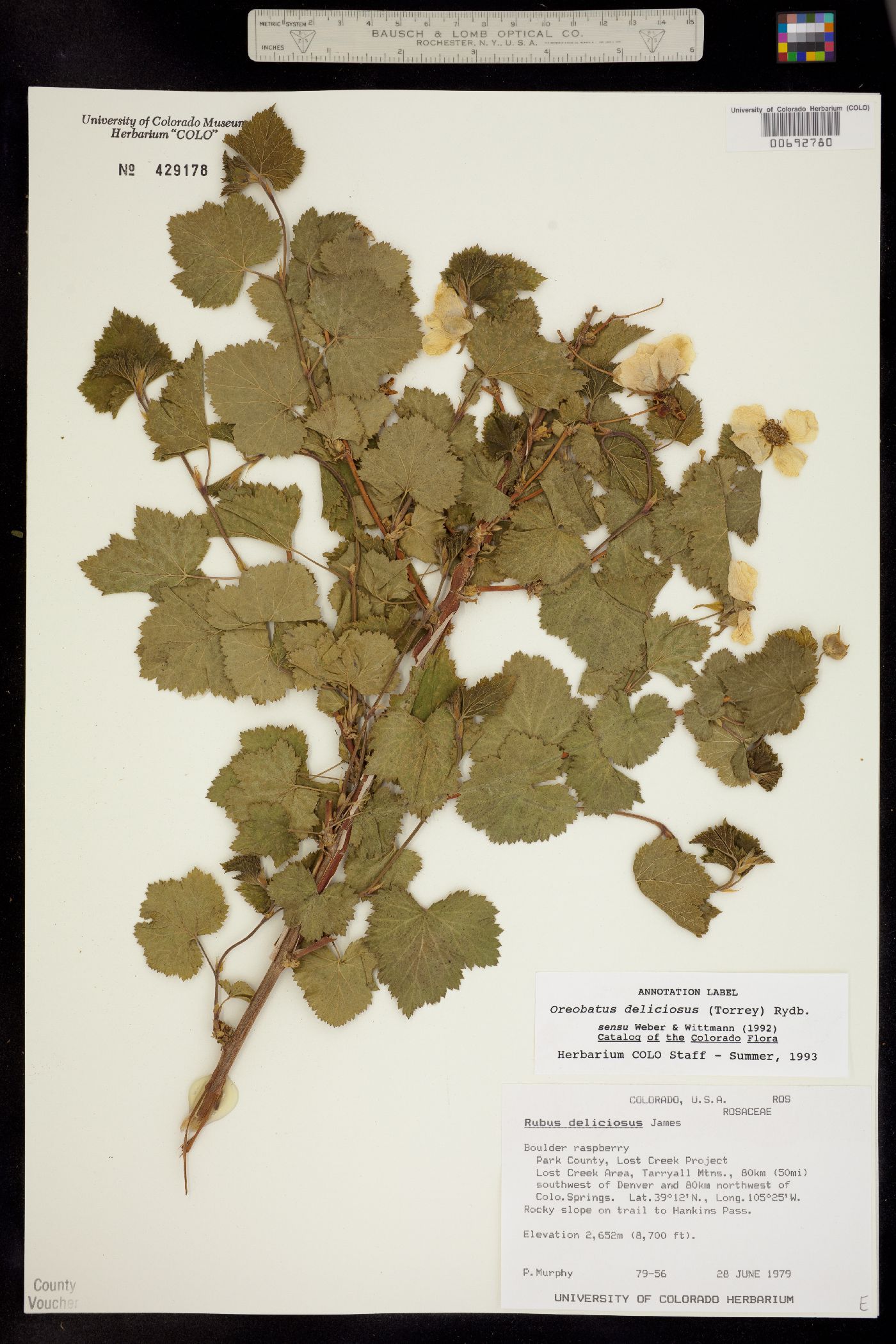 Rubus deliciosus image