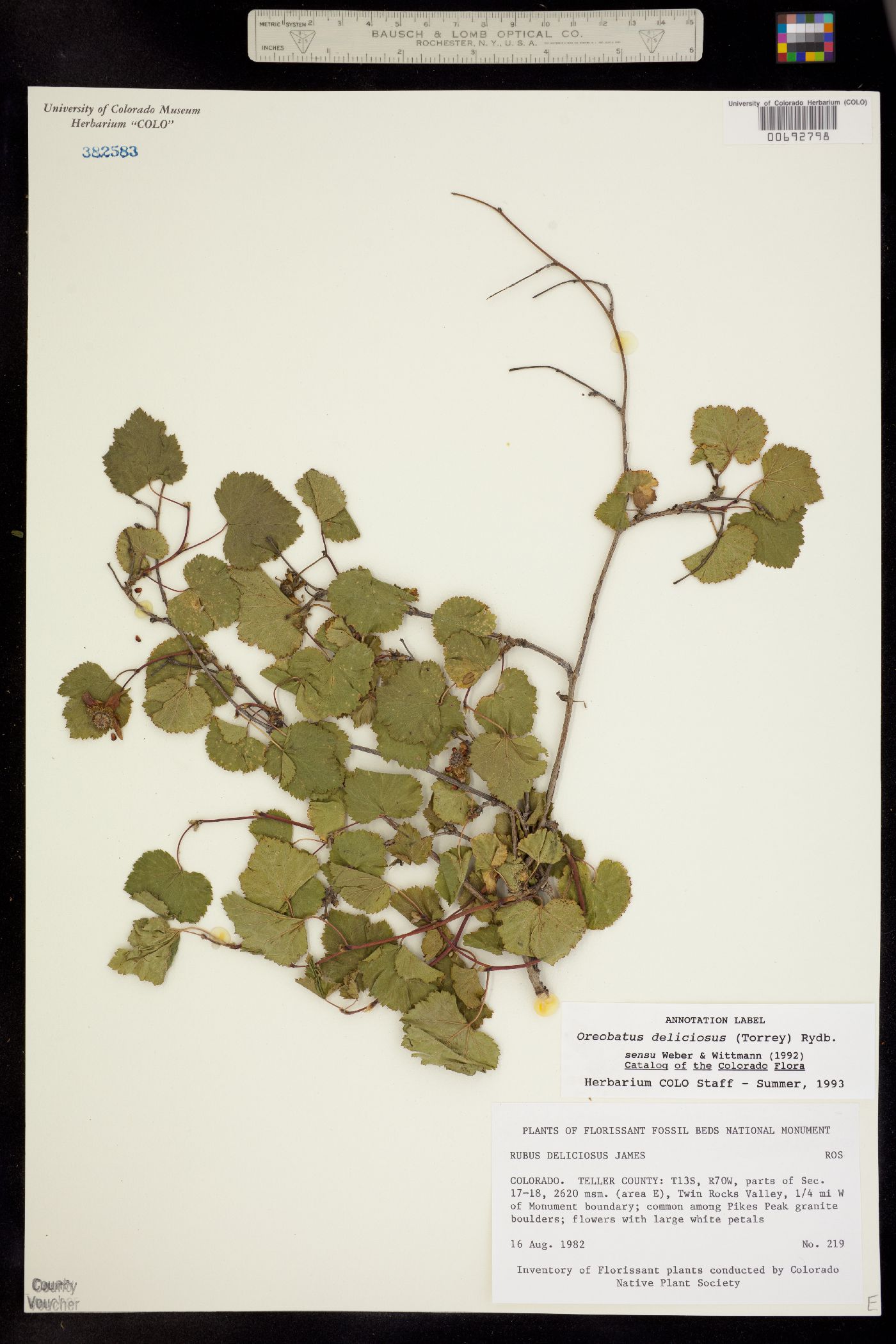 Rubus deliciosus image