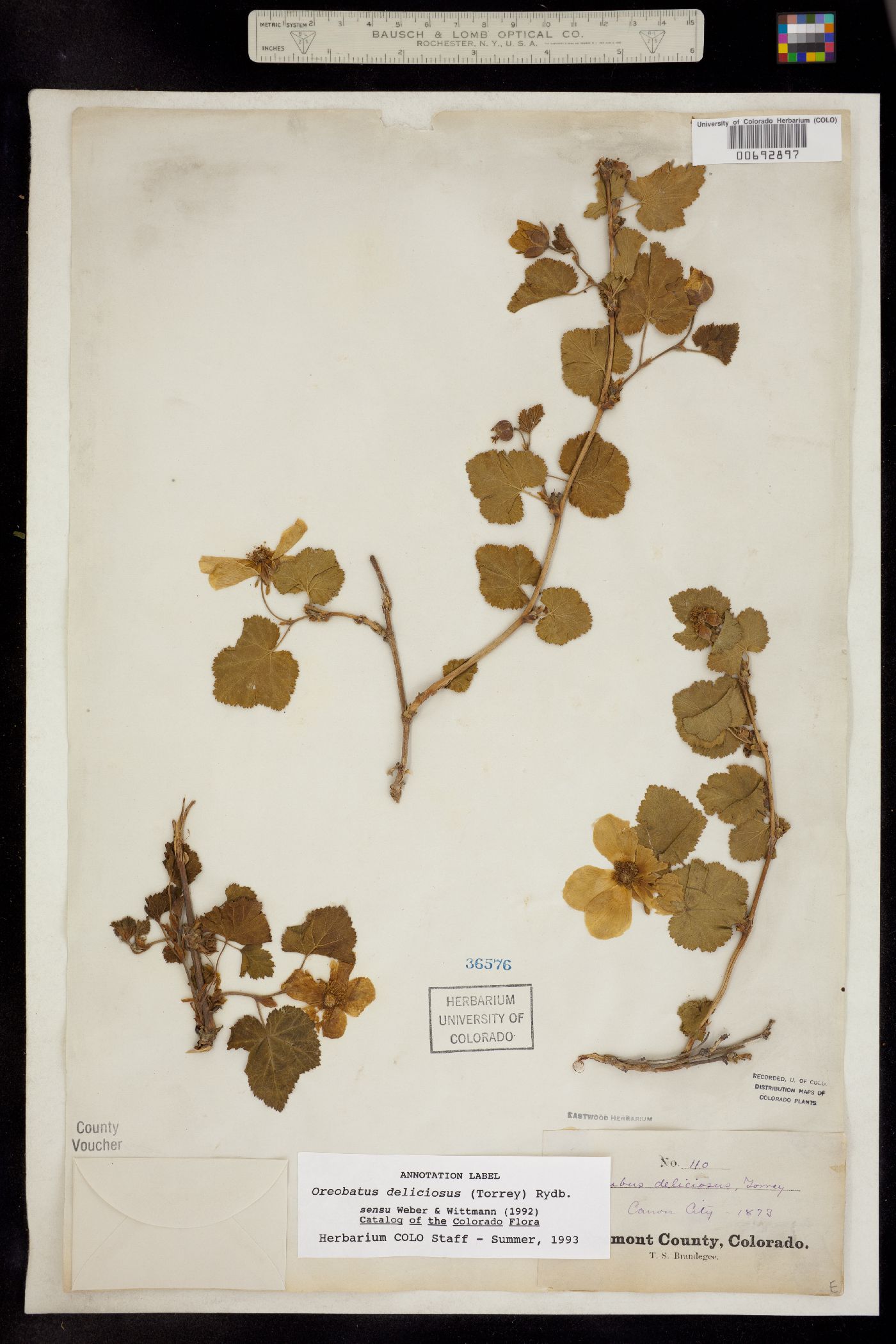 Rubus image
