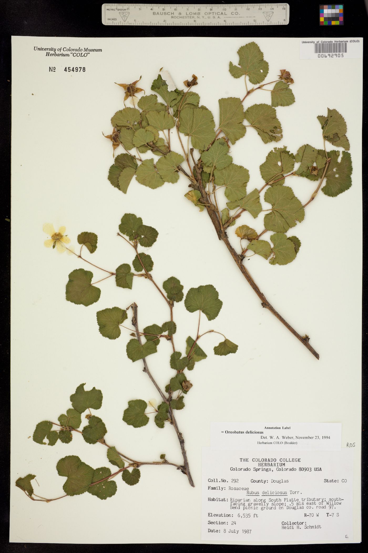 Rubus deliciosus image