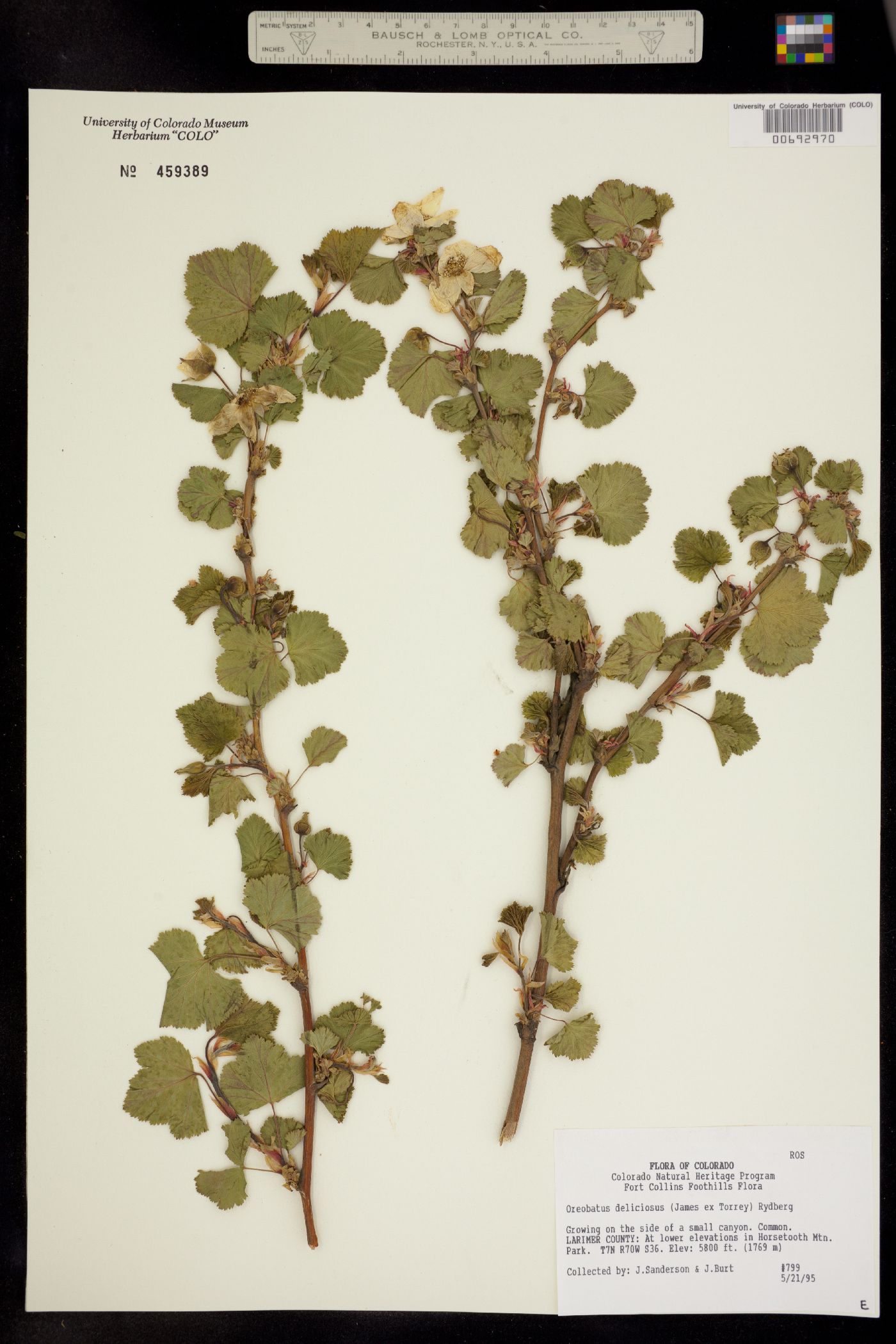 Rubus deliciosus image