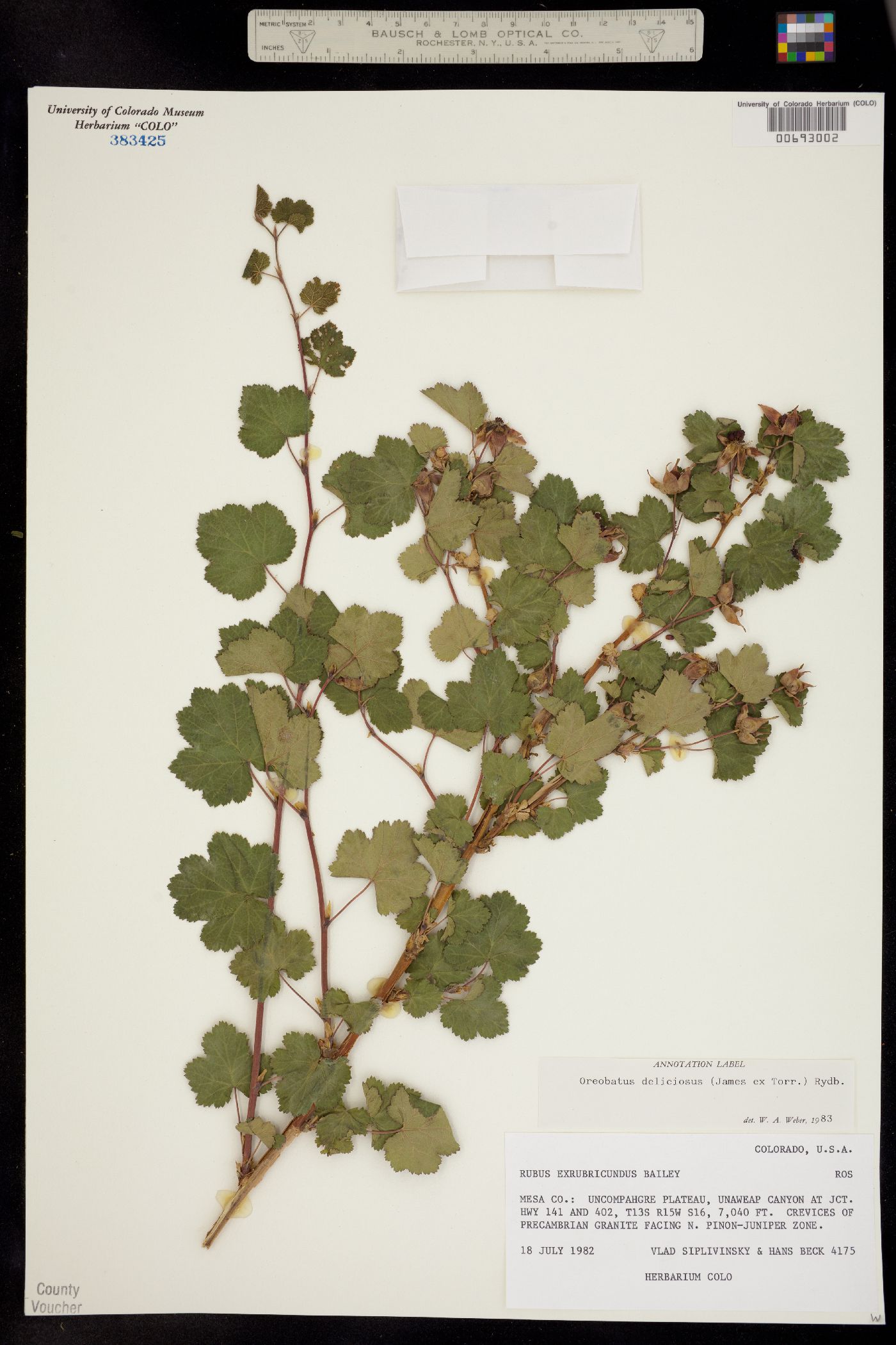 Rubus image