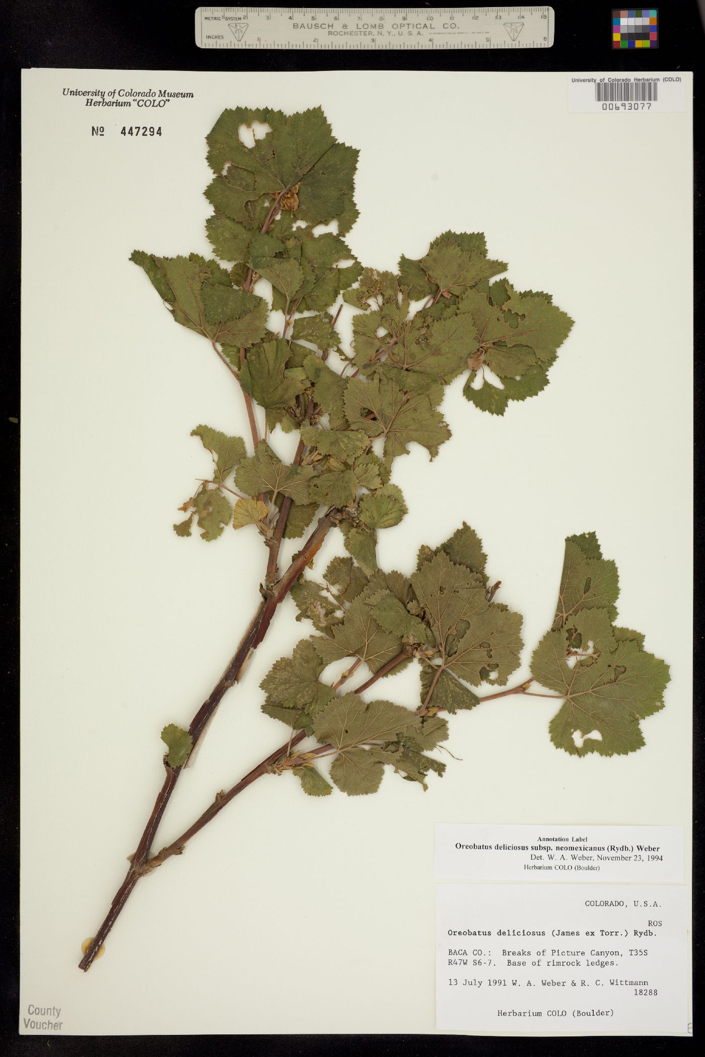 Rubus neomexicanus image