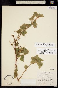 Image of Rubus neomexicanus