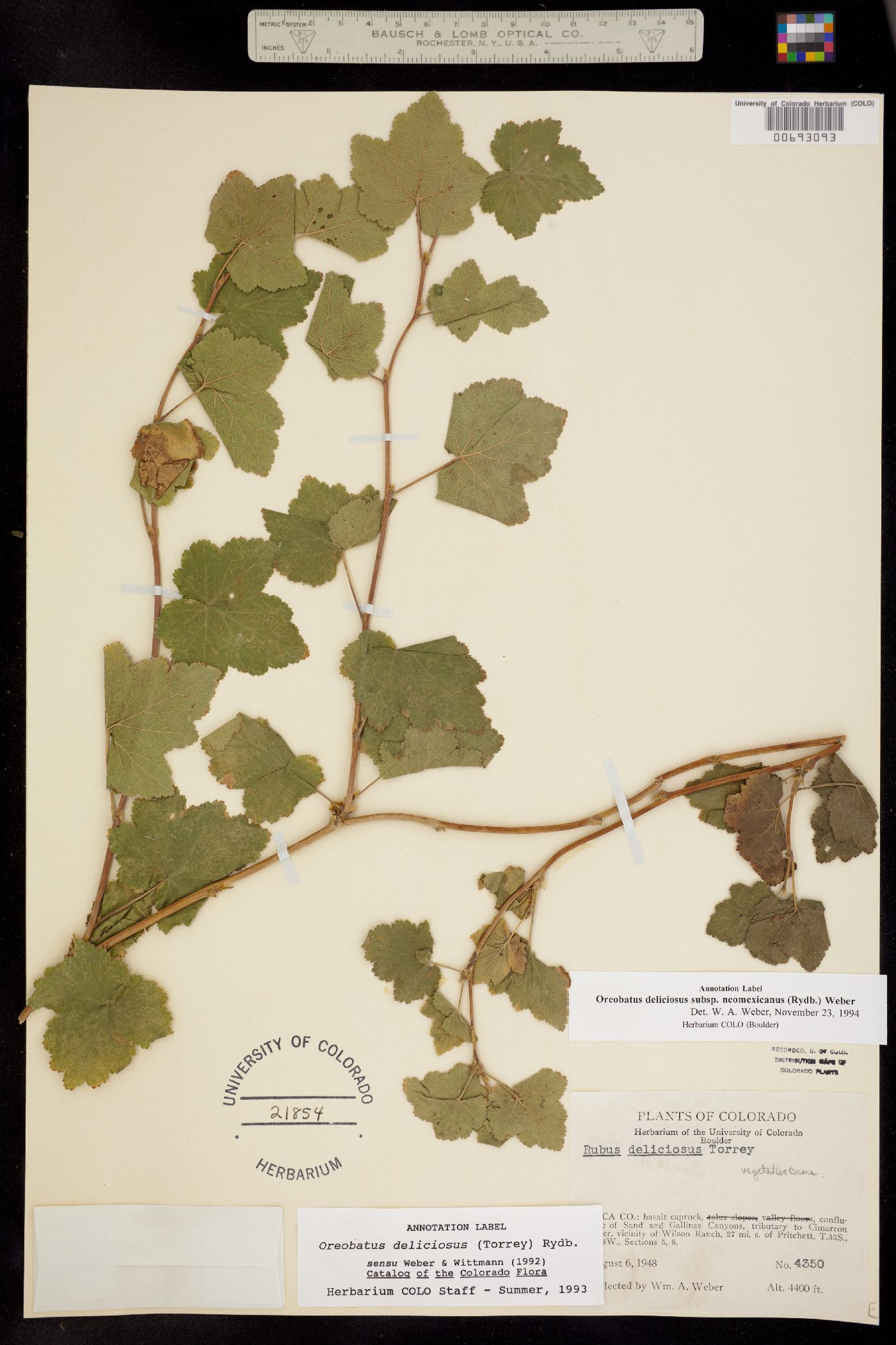 Rubus neomexicanus image