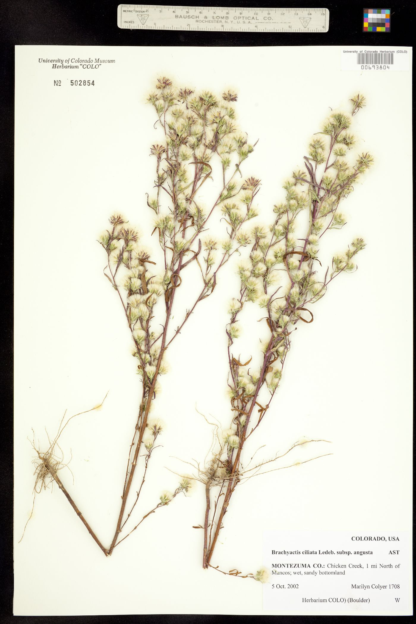 Brachyactis ciliata ssp. angusta image