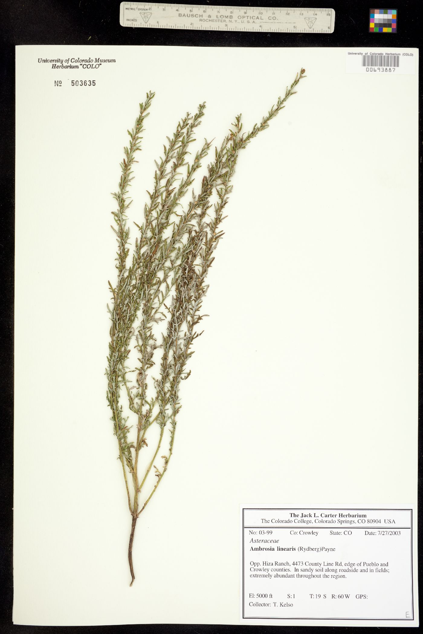 Ambrosia linearis image