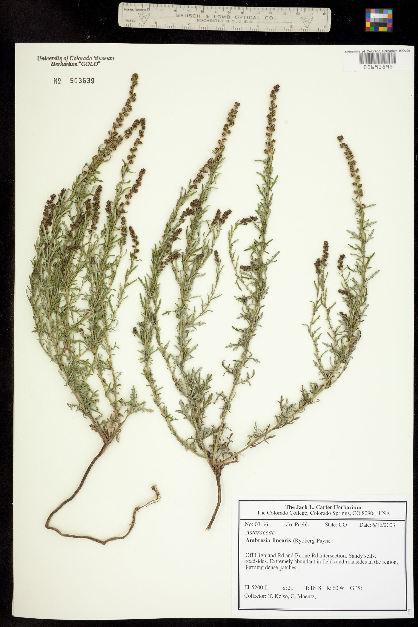 Ambrosia linearis image