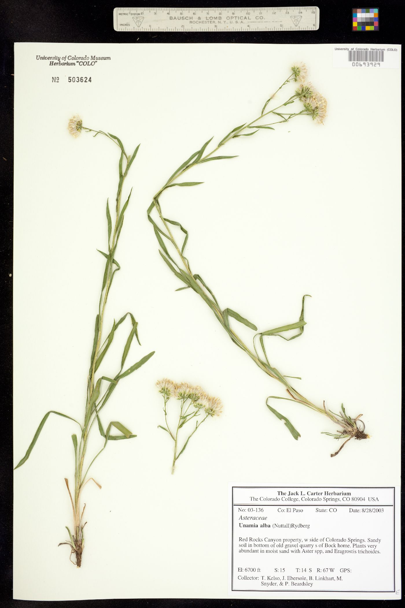 Solidago ptarmicoides image