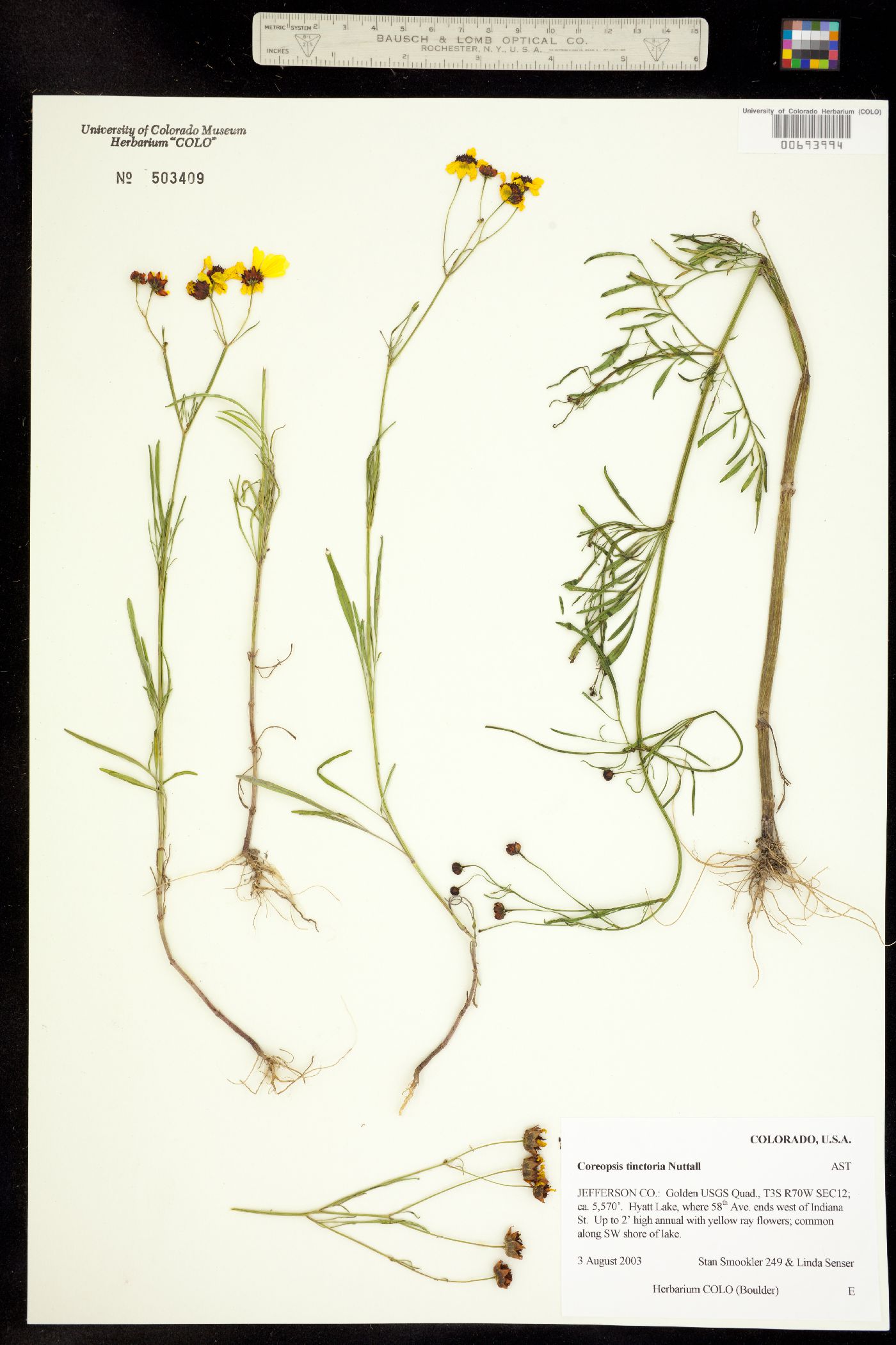 Coreopsis tinctoria image