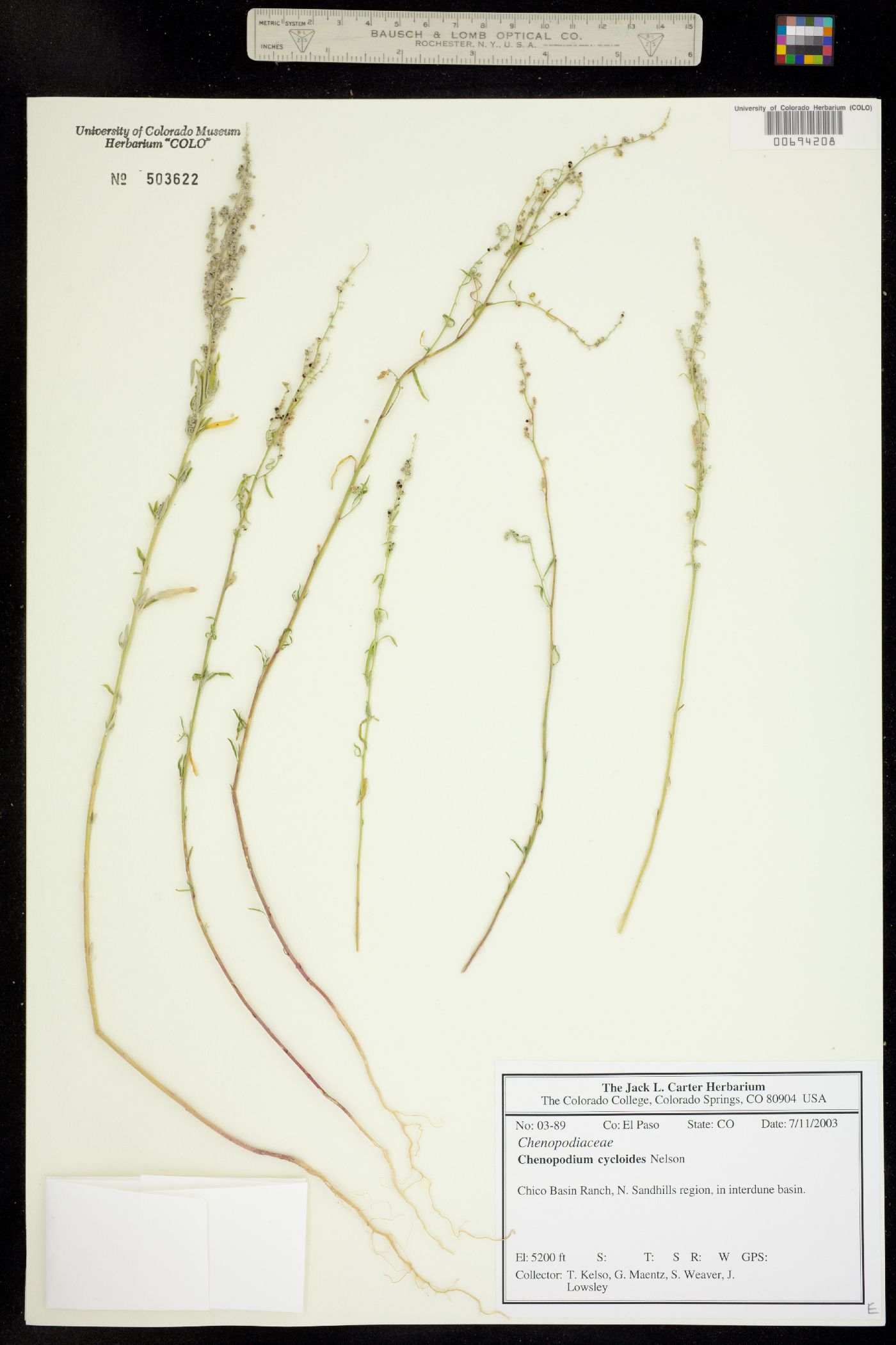 Chenopodium cycloides image