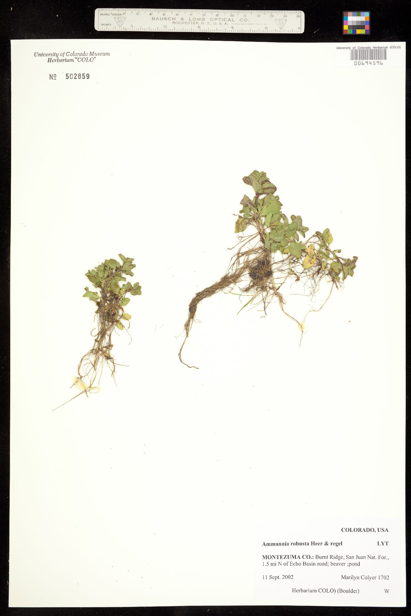 Ammannia robusta image
