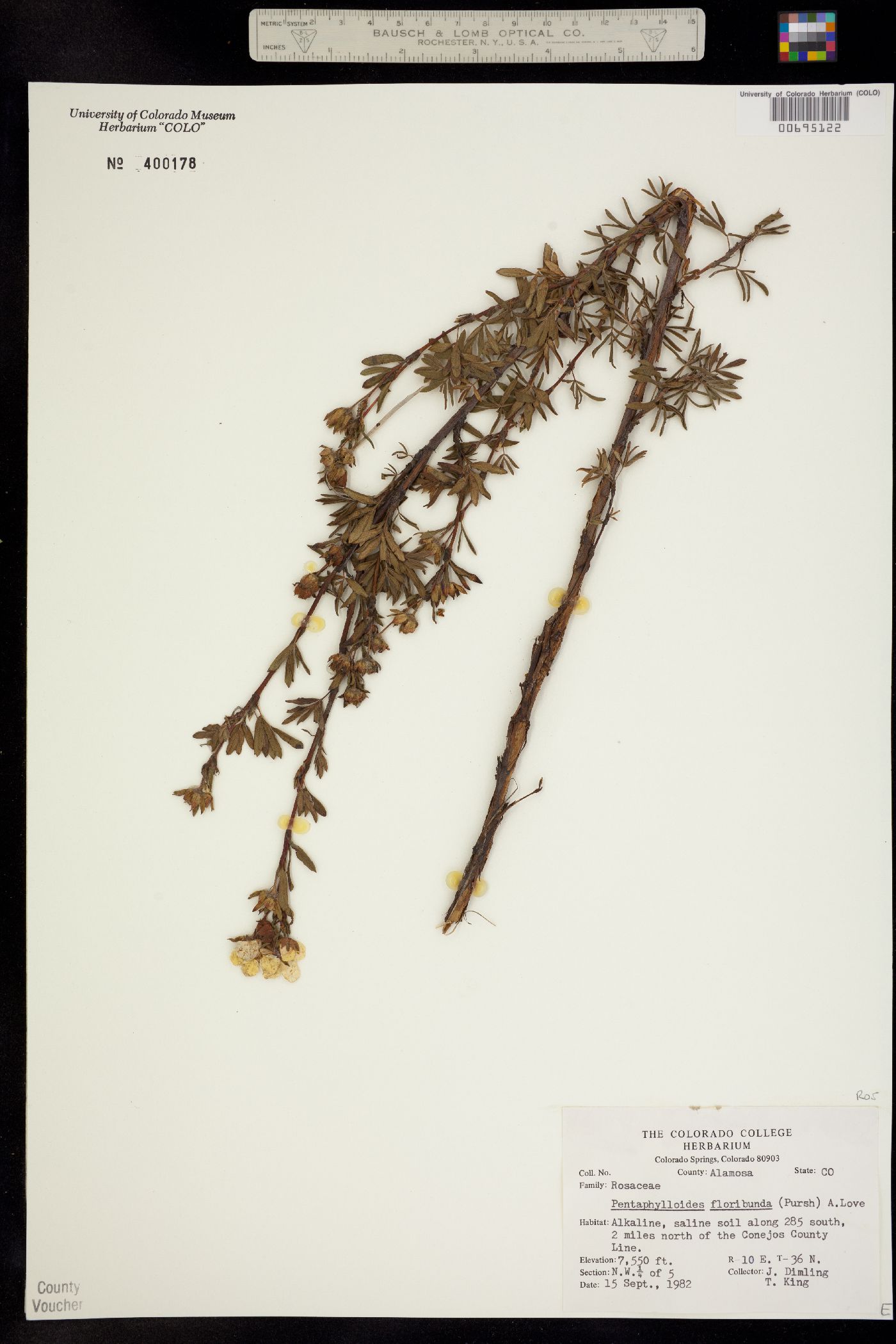 Dasiphora fruticosa image