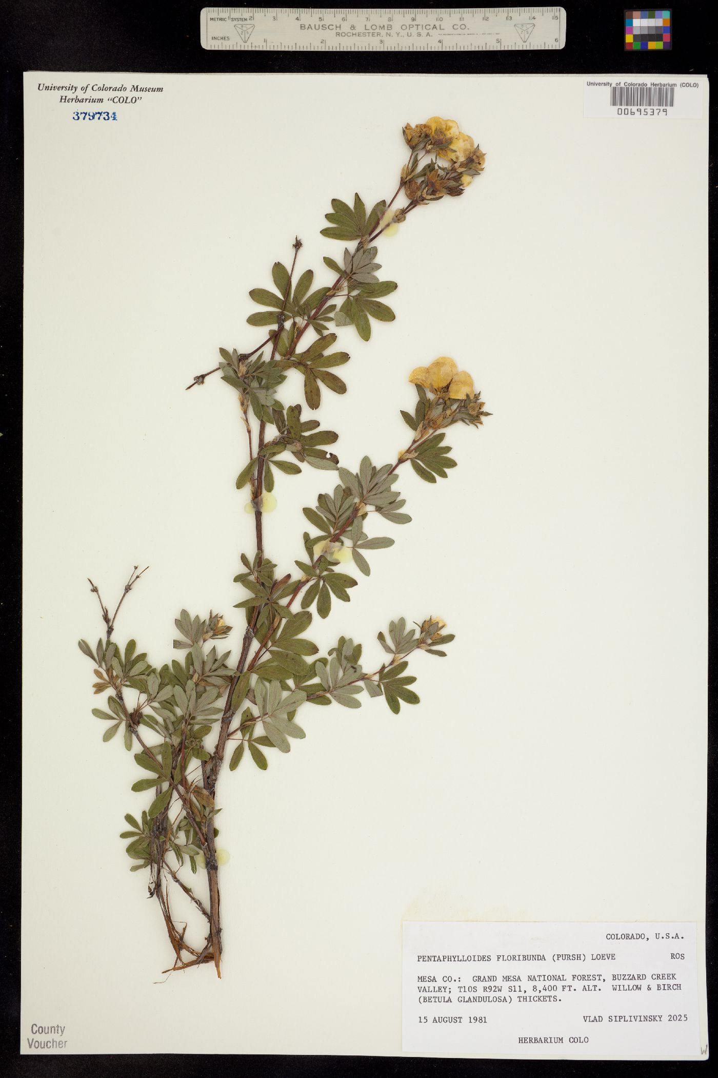 Dasiphora fruticosa image