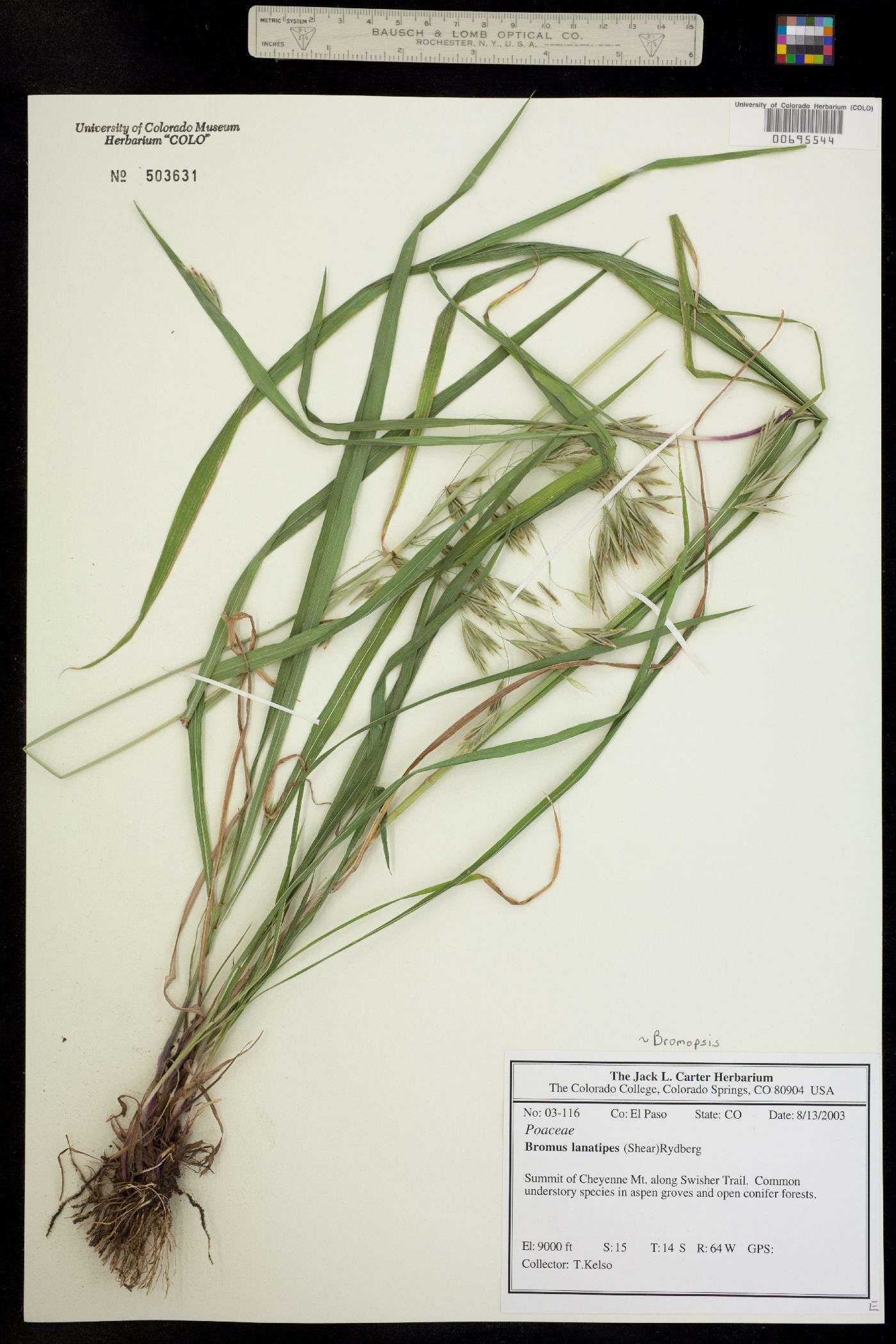 Bromus lanatipes image