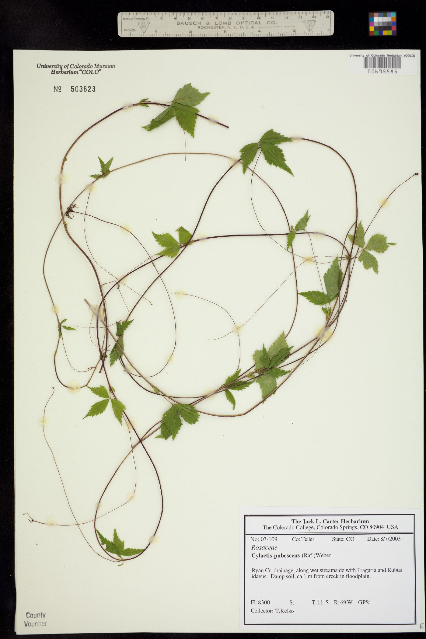 Rubus pubescens var. pubescens image