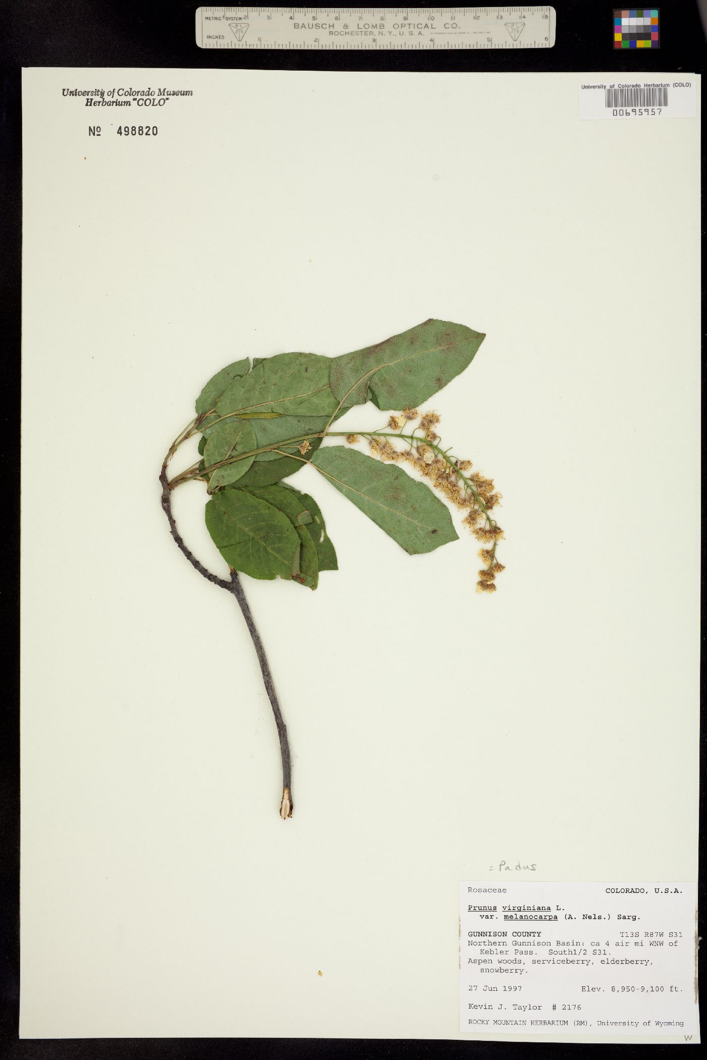 Prunus virginiana var. demissa image